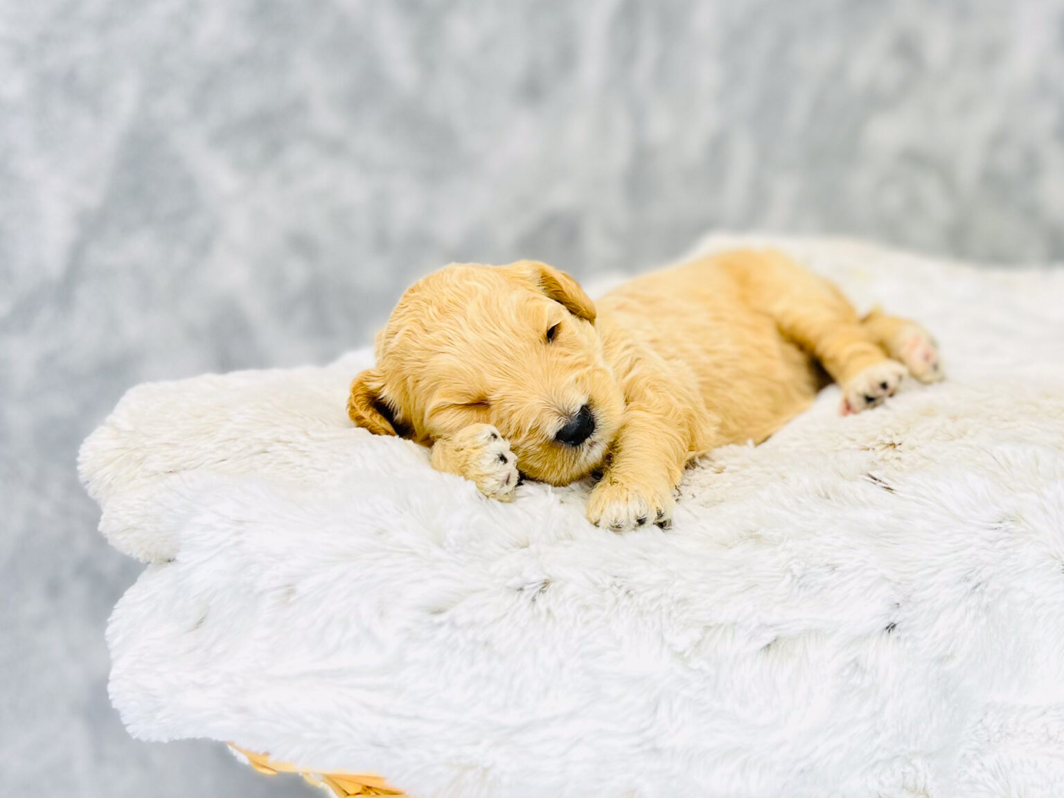 I am just a tiny baby and would love to join your family soon! Of course, you can’t see how cute and curly I will be when I get older, so the Dog Club will send updated photos when I am about 6 to 7 weeks old, if you choose to adopt me. Infant puppy deposits are refundable or transferrable.