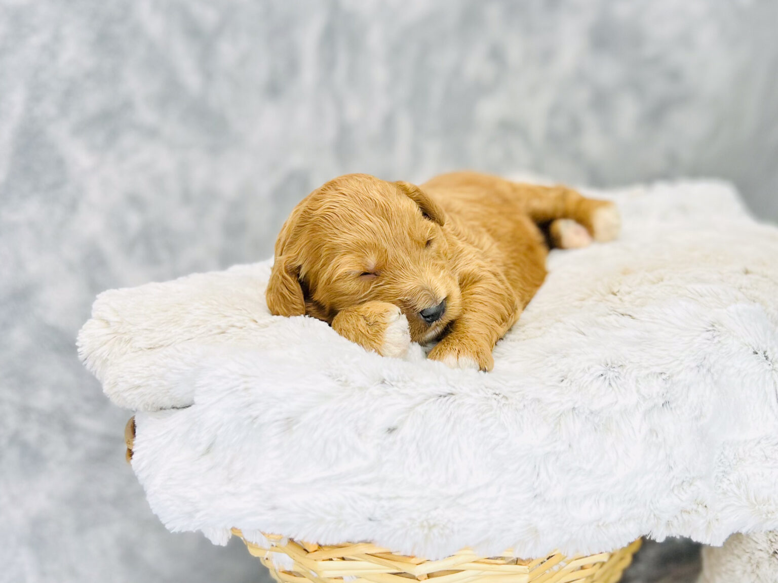 I am just a tiny baby and would love to join your family soon! Of course, you can’t see how cute and curly I will be when I get older, so the Dog Club will send updated photos when I am about 6 to 7 weeks old, if you choose to adopt me. Infant puppy deposits are refundable or transferrable.