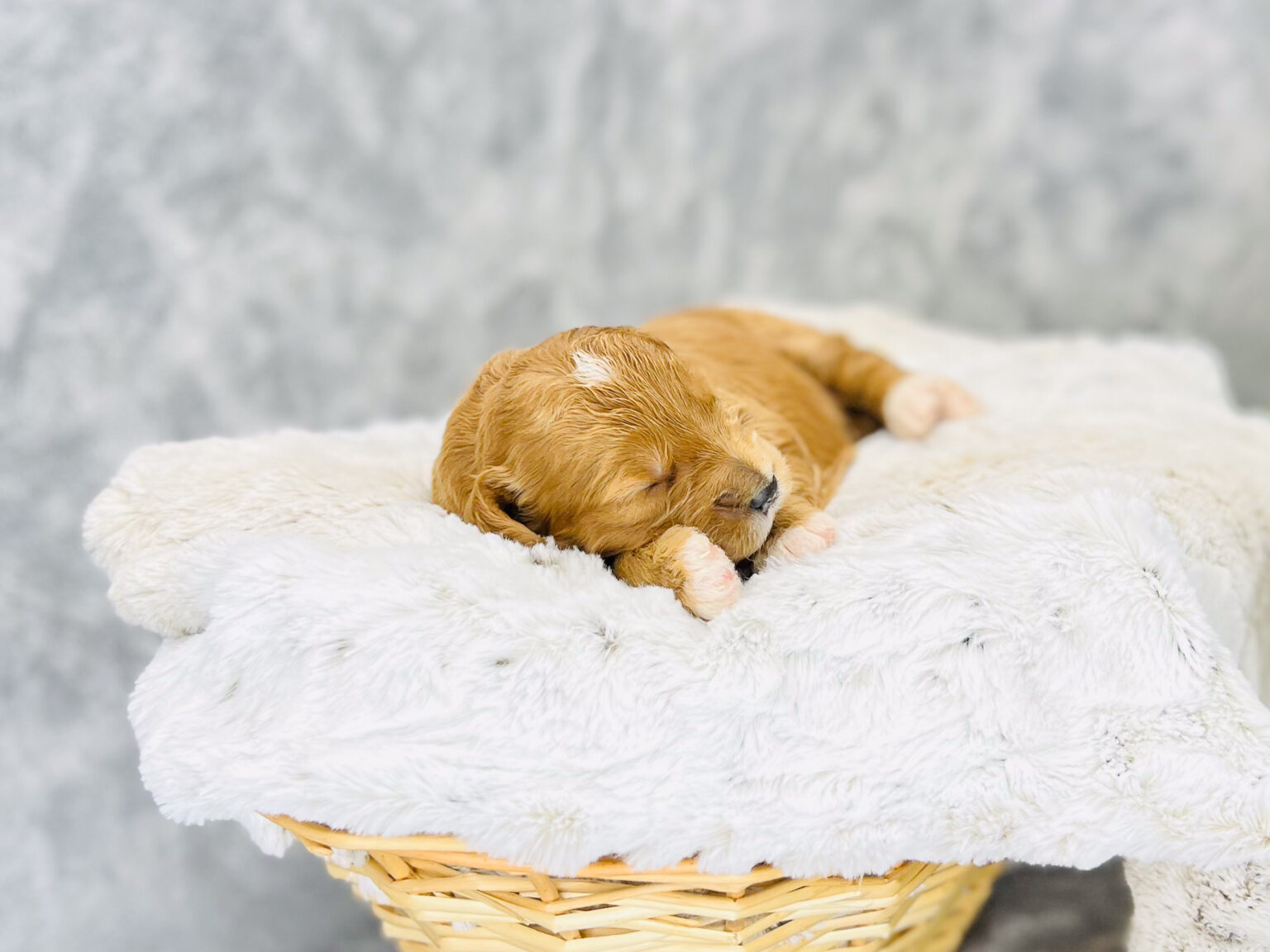 I am just a tiny baby and would love to join your family soon! Of course, you can’t see how cute and curly I will be when I get older, so the Dog Club will send updated photos when I am about 6 to 7 weeks old, if you choose to adopt me. Infant puppy deposits are refundable or transferrable.