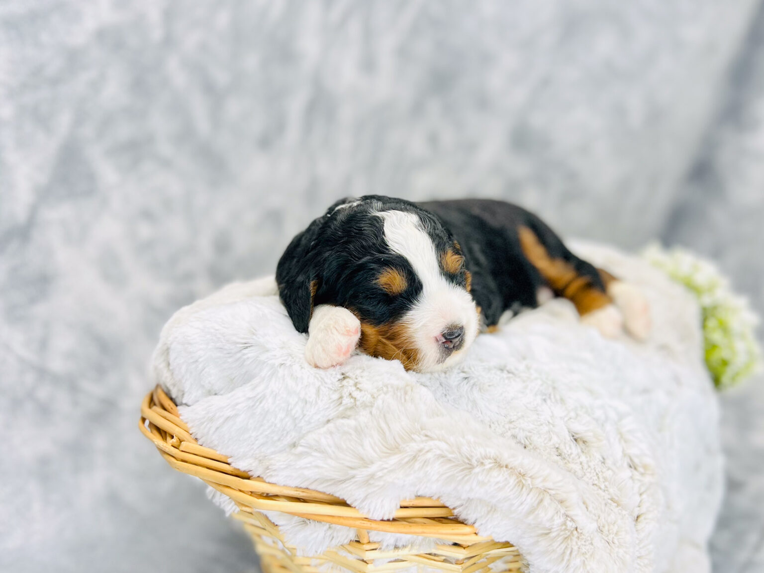 I am just a tiny baby and would love to join your family soon! Of course, you can’t see how cute and curly I will be when I get older, so the Dog Club will send updated photos when I am about 6 to 7 weeks old, if you choose to adopt me. Infant puppy deposits are refundable or transferrable.