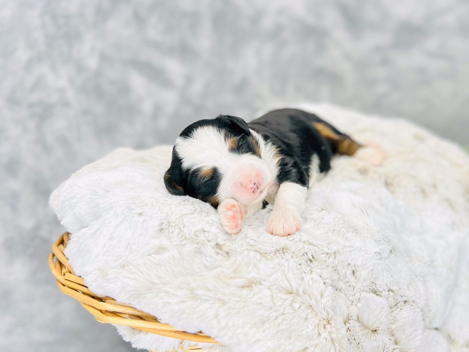 I am just a tiny baby and would love to join your family soon! Of course, you can’t see how cute and curly I will be when I get older, so the Dog Club will send updated photos when I am about 6 to 7 weeks old, if you choose to adopt me. Infant puppy deposits are refundable or transferrable.