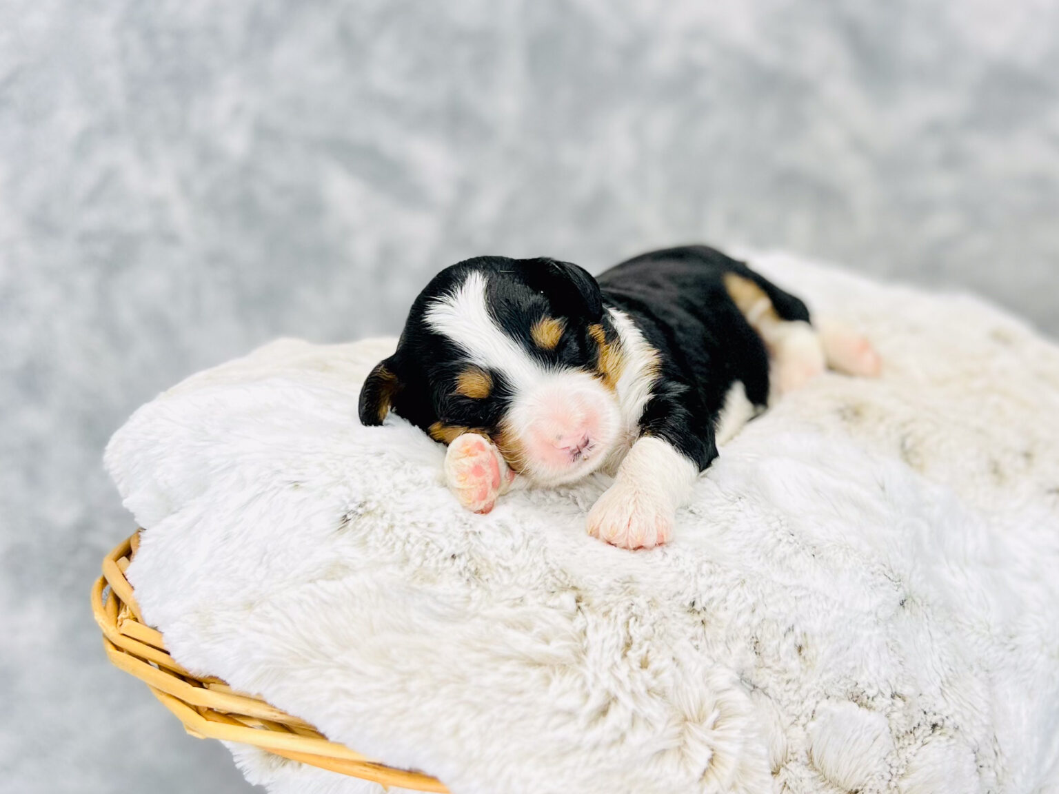 I am just a tiny baby and would love to join your family soon! Of course, you can’t see how cute and curly I will be when I get older, so the Dog Club will send updated photos when I am about 6 to 7 weeks old, if you choose to adopt me. Infant puppy deposits are refundable or transferrable.