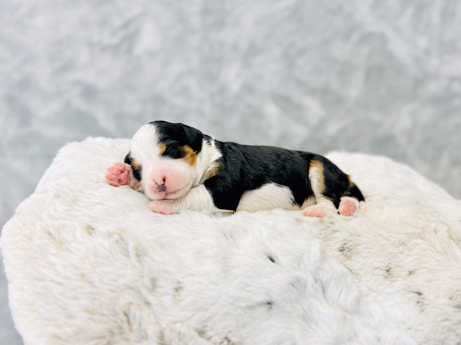 I am just a tiny baby and would love to join your family soon! Of course, you can’t see how cute and curly I will be when I get older, so the Dog Club will send updated photos when I am about 6 to 7 weeks old, if you choose to adopt me. Infant puppy deposits are refundable or transferrable.