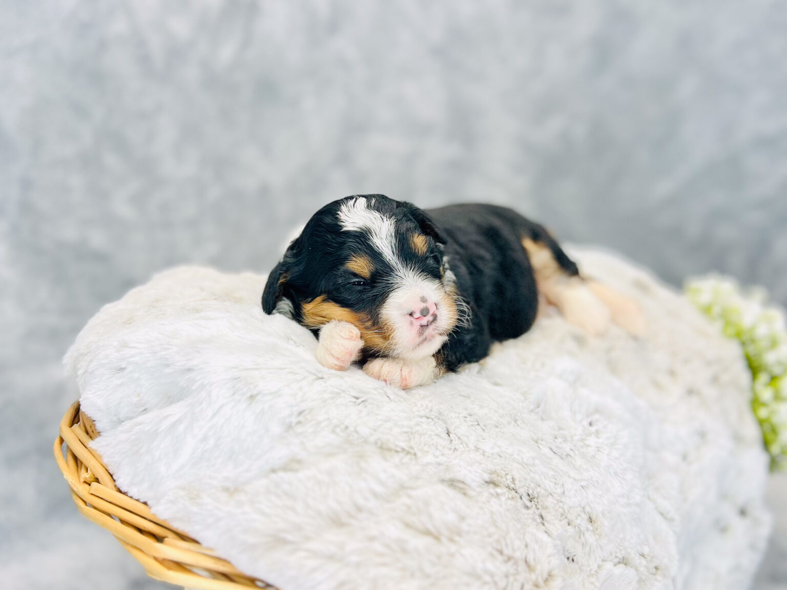 I am just a tiny baby and would love to join your family soon! Of course, you can’t see how cute and curly I will be when I get older, so the Dog Club will send updated photos when I am about 6 to 7 weeks old, if you choose to adopt me. Infant puppy deposits are refundable or transferrable.