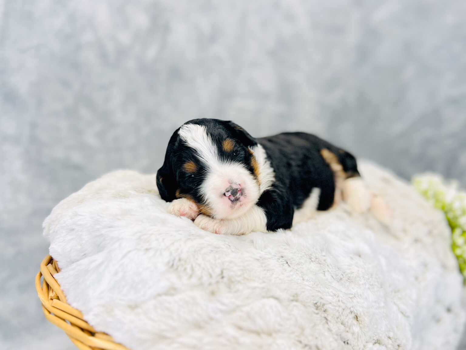 I am just a tiny baby and would love to join your family soon! Of course, you can’t see how cute and curly I will be when I get older, so the Dog Club will send updated photos when I am about 6 to 7 weeks old, if you choose to adopt me. Infant puppy deposits are refundable or transferrable.