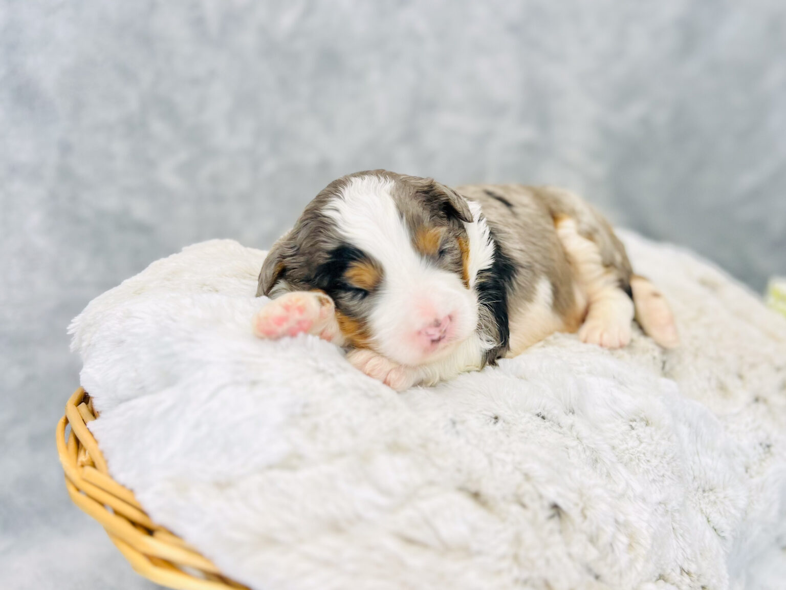 I am just a tiny baby and would love to join your family soon! Of course, you can’t see how cute and curly I will be when I get older, so the Dog Club will send updated photos when I am about 6 to 7 weeks old, if you choose to adopt me. Infant puppy deposits are refundable or transferrable.