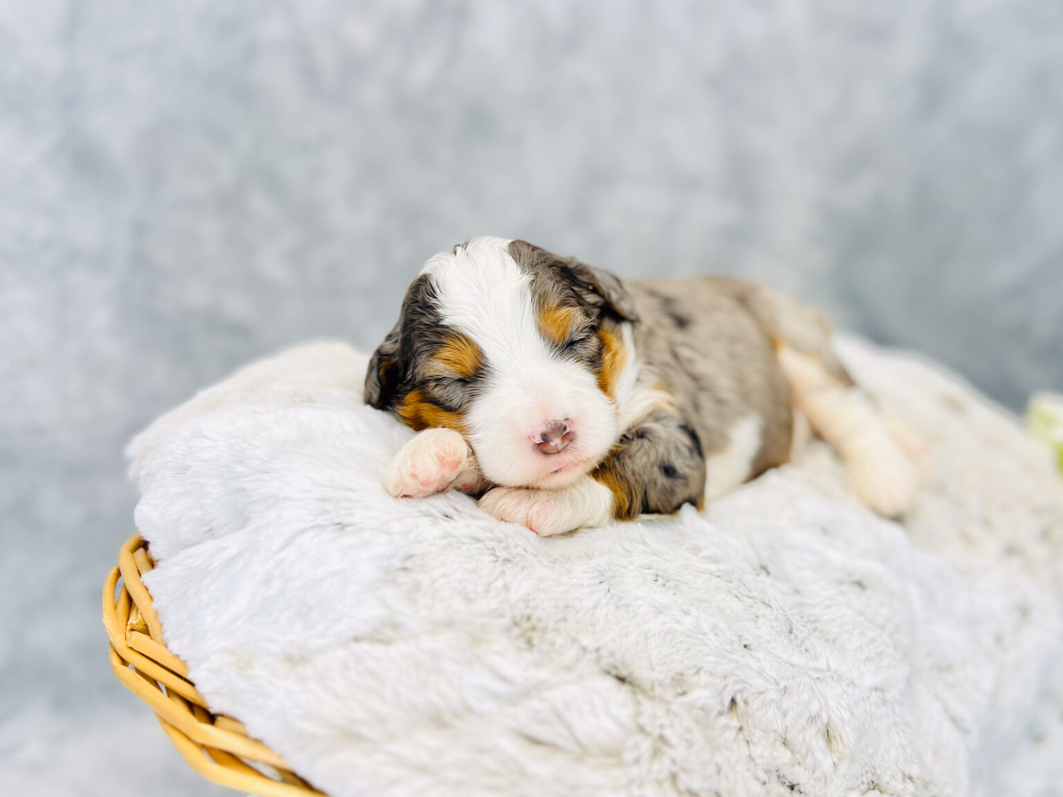 I am just a tiny baby and would love to join your family soon! Of course, you can’t see how cute and curly I will be when I get older, so the Dog Club will send updated photos when I am about 6 to 7 weeks old, if you choose to adopt me. Infant puppy deposits are refundable or transferrable.
