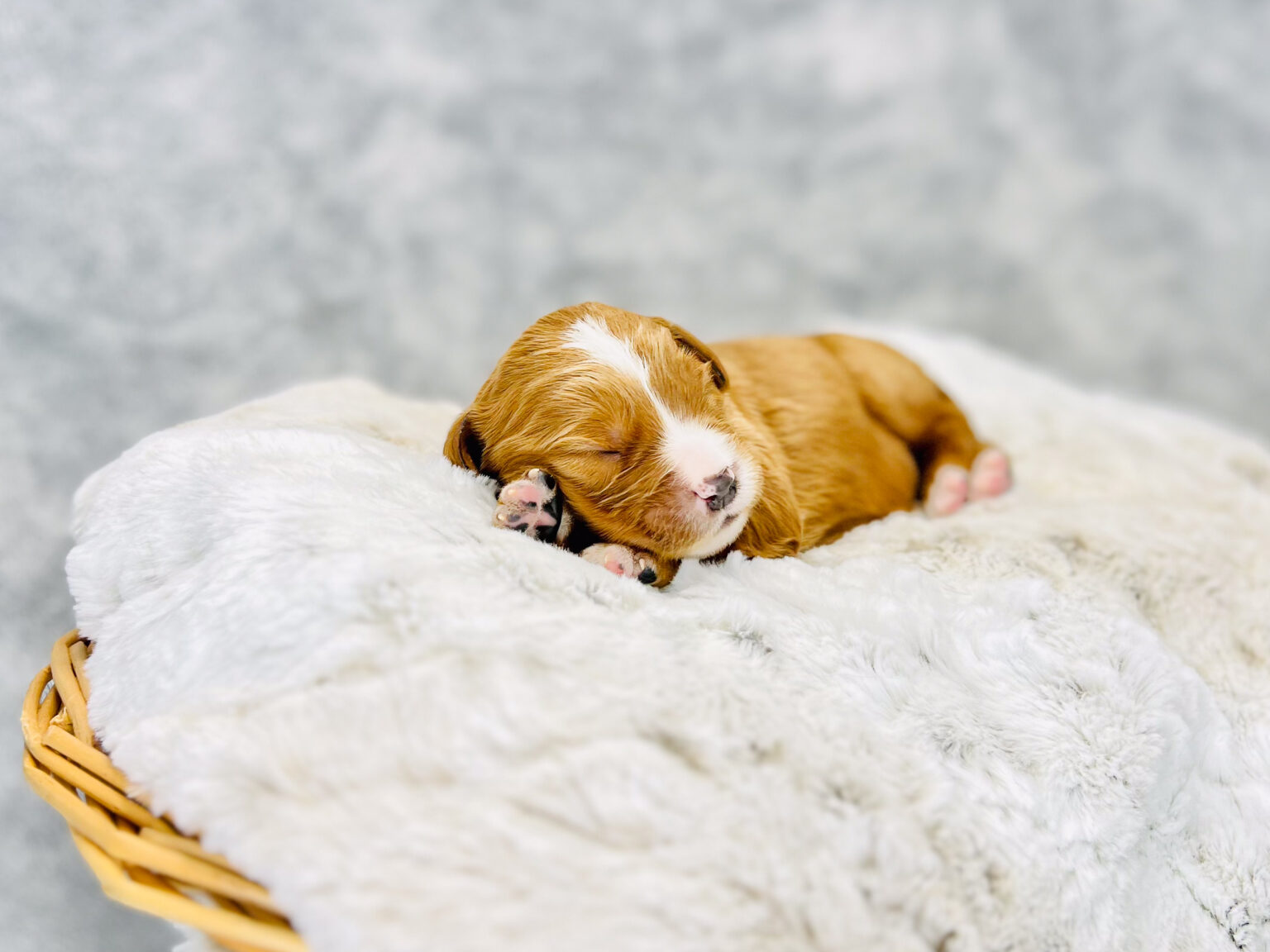 I am just a tiny baby and would love to join your family soon! Of course, you can’t see how cute and curly I will be when I get older, so the Dog Club will send updated photos when I am about 6 to 7 weeks old, if you choose to adopt me. Infant puppy deposits are refundable or transferrable.