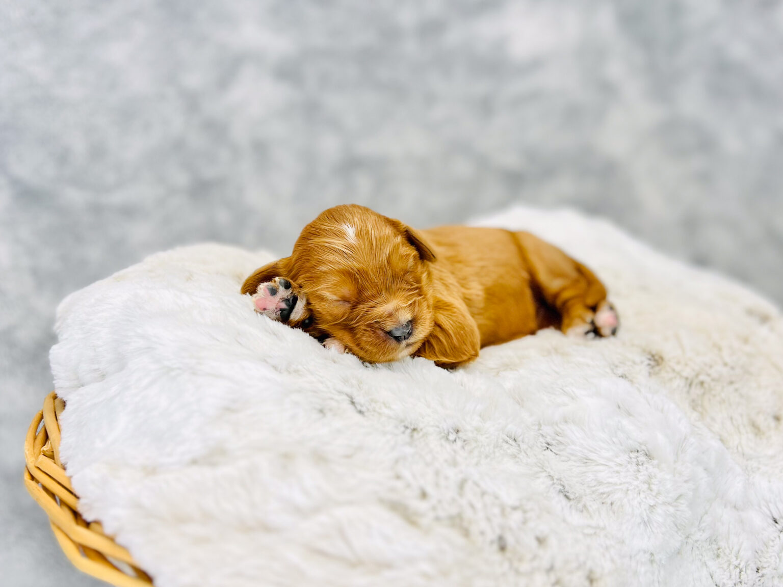 I am just a tiny baby and would love to join your family soon! Of course, you can’t see how cute and curly I will be when I get older, so the Dog Club will send updated photos when I am about 6 to 7 weeks old, if you choose to adopt me. Infant puppy deposits are refundable or transferrable.