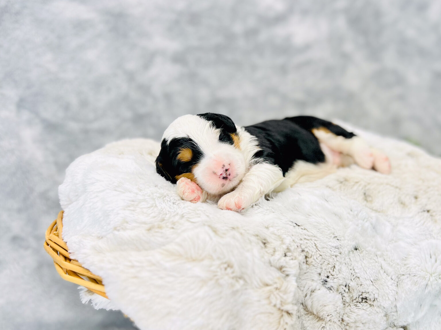 I am just a tiny baby and would love to join your family soon! Of course, you can’t see how cute and curly I will be when I get older, so the Dog Club will send updated photos when I am about 6 to 7 weeks old, if you choose to adopt me. Infant puppy deposits are refundable or transferrable.