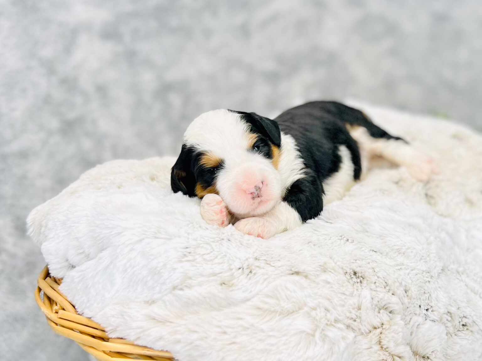 I am just a tiny baby and would love to join your family soon! Of course, you can’t see how cute and curly I will be when I get older, so the Dog Club will send updated photos when I am about 6 to 7 weeks old, if you choose to adopt me. Infant puppy deposits are refundable or transferrable.
