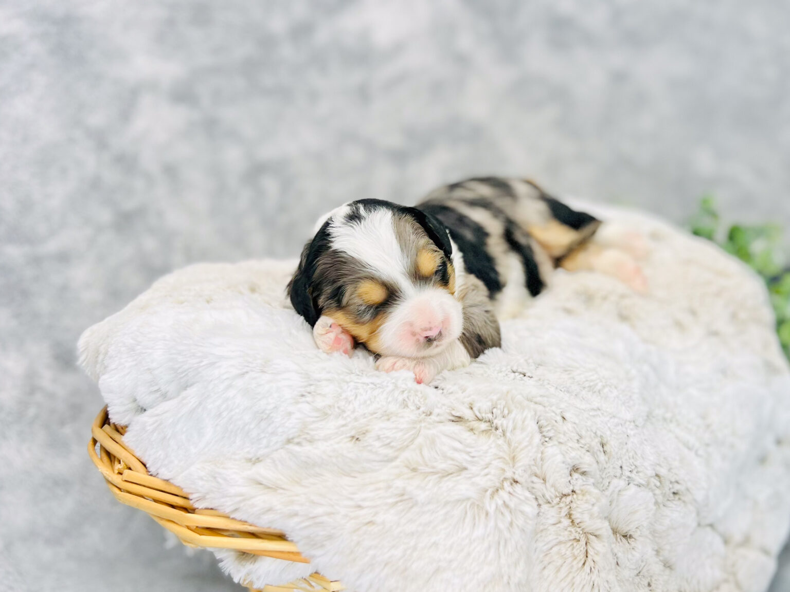 I am just a tiny baby and would love to join your family soon! Of course, you can’t see how cute and curly I will be when I get older, so the Dog Club will send updated photos when I am about 6 to 7 weeks old, if you choose to adopt me. Infant puppy deposits are refundable or transferrable.