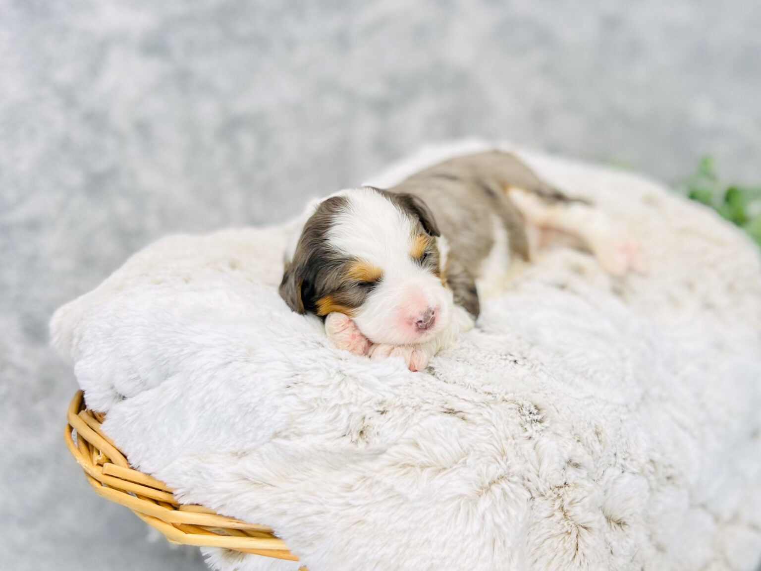 I am just a tiny baby and would love to join your family soon! Of course, you can’t see how cute and curly I will be when I get older, so the Dog Club will send updated photos when I am about 6 to 7 weeks old, if you choose to adopt me. Infant puppy deposits are refundable or transferrable.