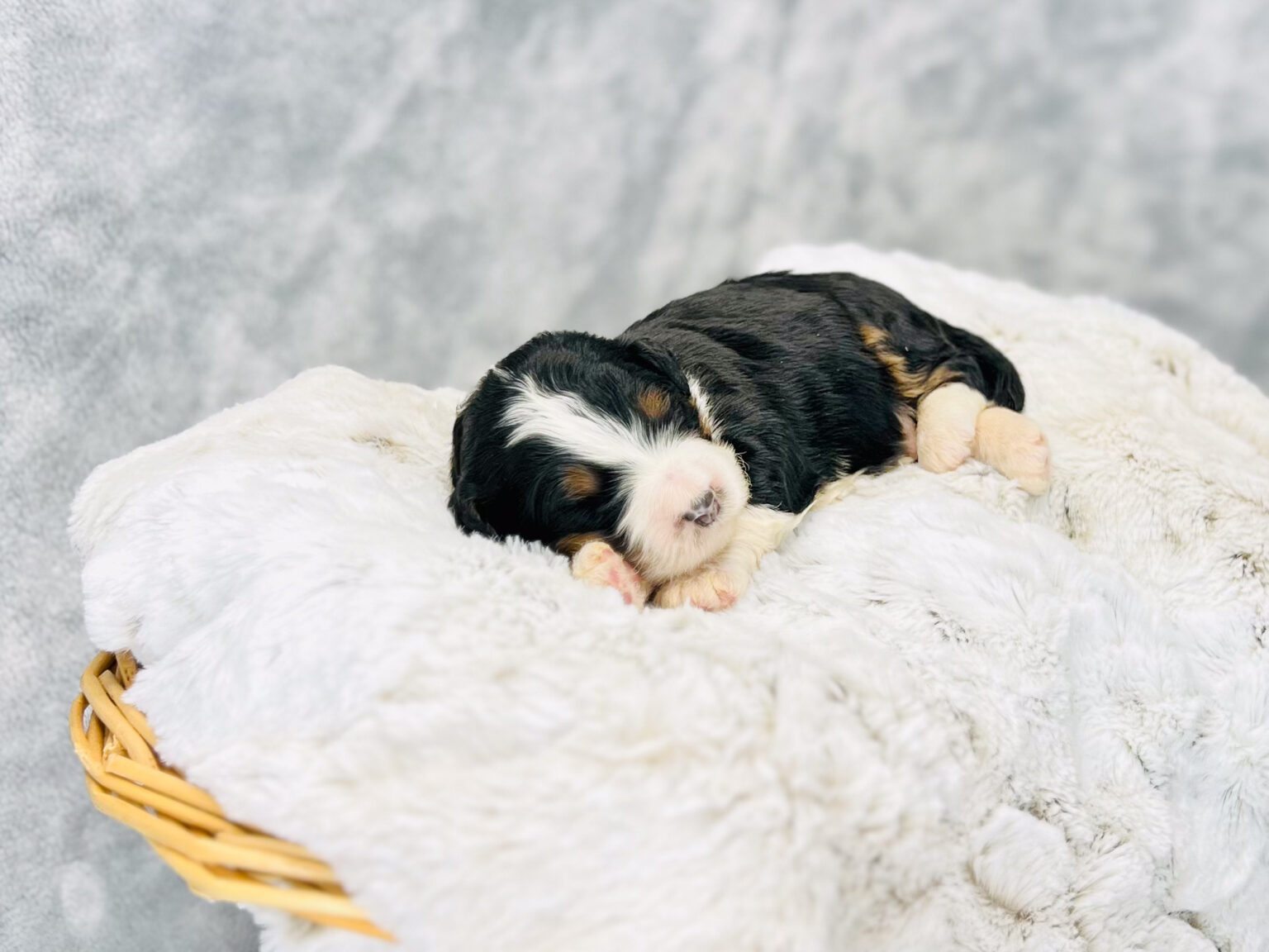 I am just a tiny baby and would love to join your family soon! Of course, you can’t see how cute and curly I will be when I get older, so the Dog Club will send updated photos when I am about 6 to 7 weeks old, if you choose to adopt me. Infant puppy deposits are refundable or transferrable.