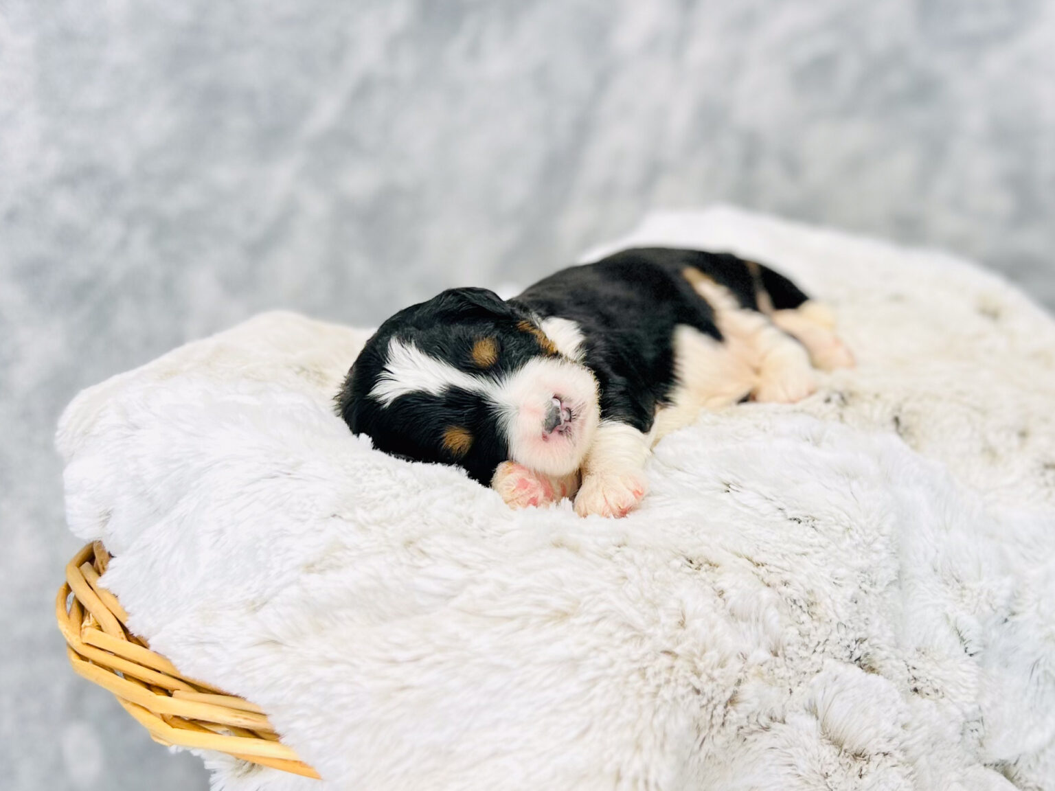 I am just a tiny baby and would love to join your family soon! Of course, you can’t see how cute and curly I will be when I get older, so the Dog Club will send updated photos when I am about 6 to 7 weeks old, if you choose to adopt me. Infant puppy deposits are refundable or transferrable.