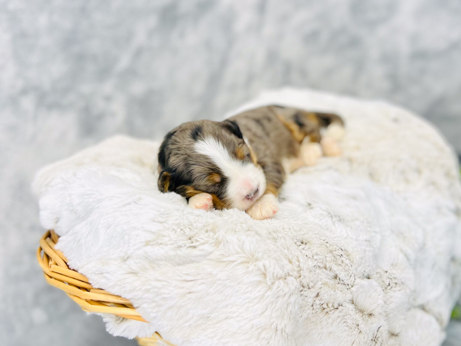 I am just a tiny baby and would love to join your family soon! Of course, you can’t see how cute and curly I will be when I get older, so the Dog Club will send updated photos when I am about 6 to 7 weeks old, if you choose to adopt me. Infant puppy deposits are refundable or transferrable.