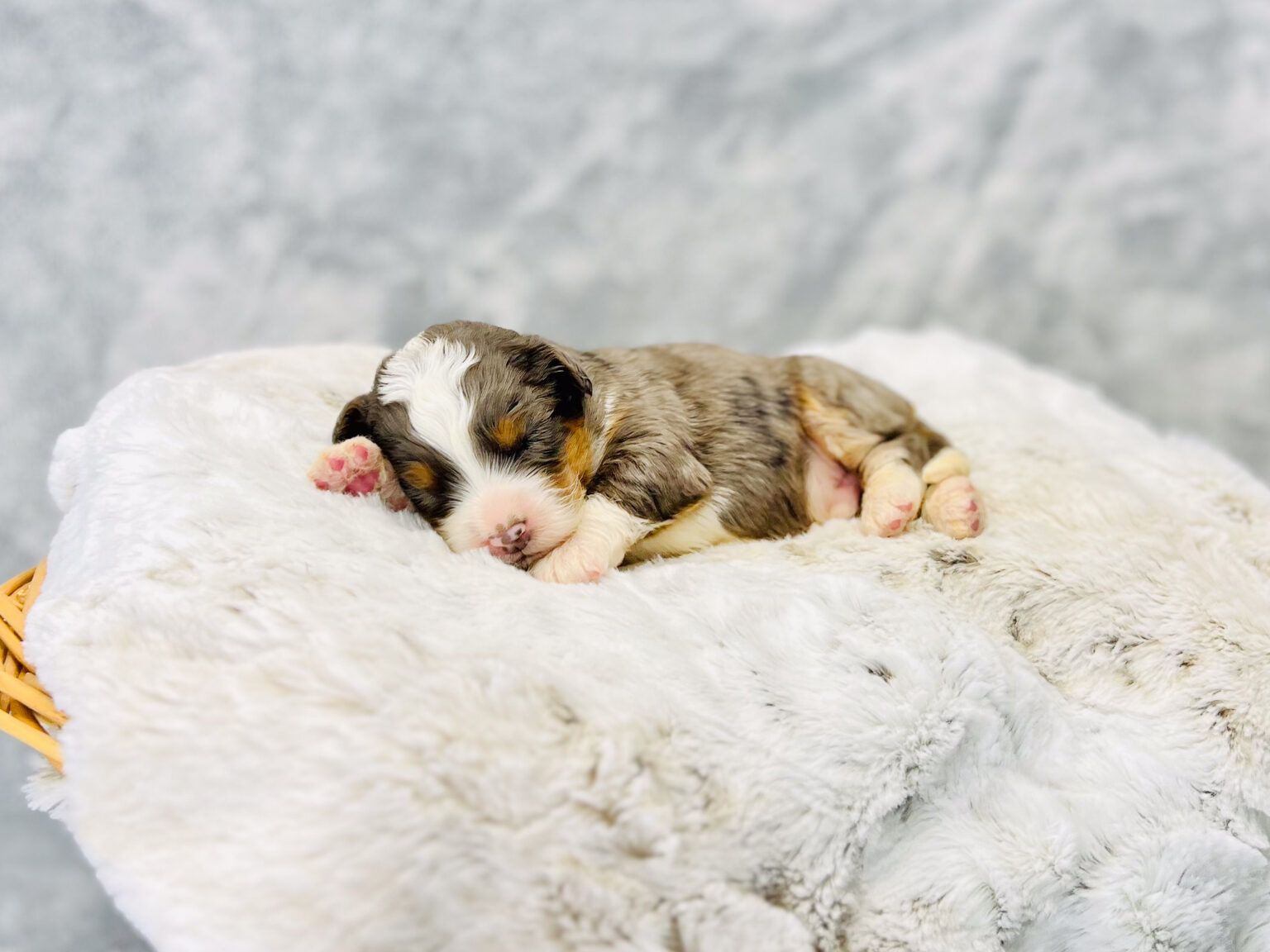 I am just a tiny baby and would love to join your family soon! Of course, you can’t see how cute and curly I will be when I get older, so the Dog Club will send updated photos when I am about 6 to 7 weeks old, if you choose to adopt me. Infant puppy deposits are refundable or transferrable.