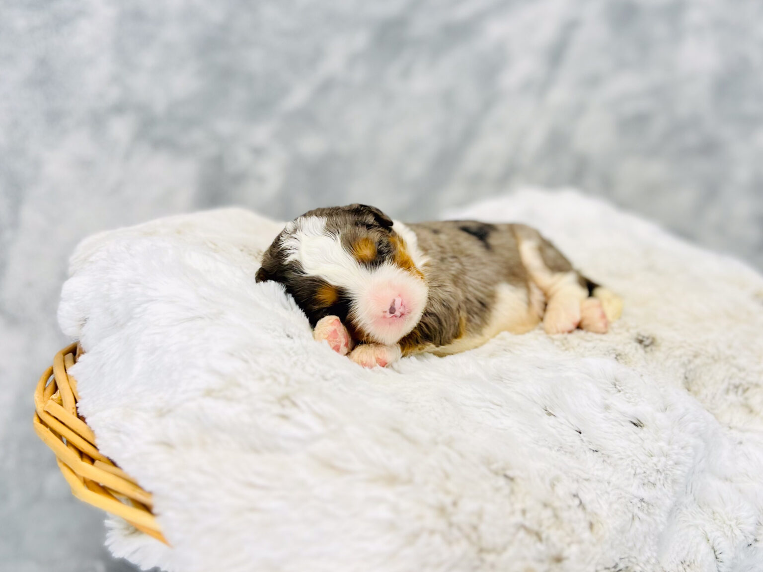 I am just a tiny baby and would love to join your family soon! Of course, you can’t see how cute and curly I will be when I get older, so the Dog Club will send updated photos when I am about 6 to 7 weeks old, if you choose to adopt me. Infant puppy deposits are refundable or transferrable.