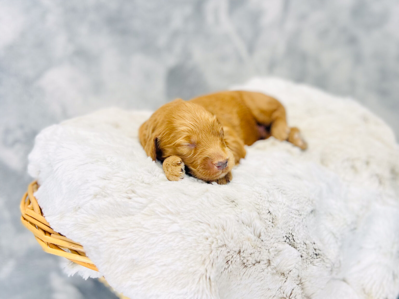 I am just a tiny baby and would love to join your family soon! Of course, you can’t see how cute and curly I will be when I get older, so the Dog Club will send updated photos when I am about 6 to 7 weeks old, if you choose to adopt me. Infant puppy deposits are refundable or transferrable.