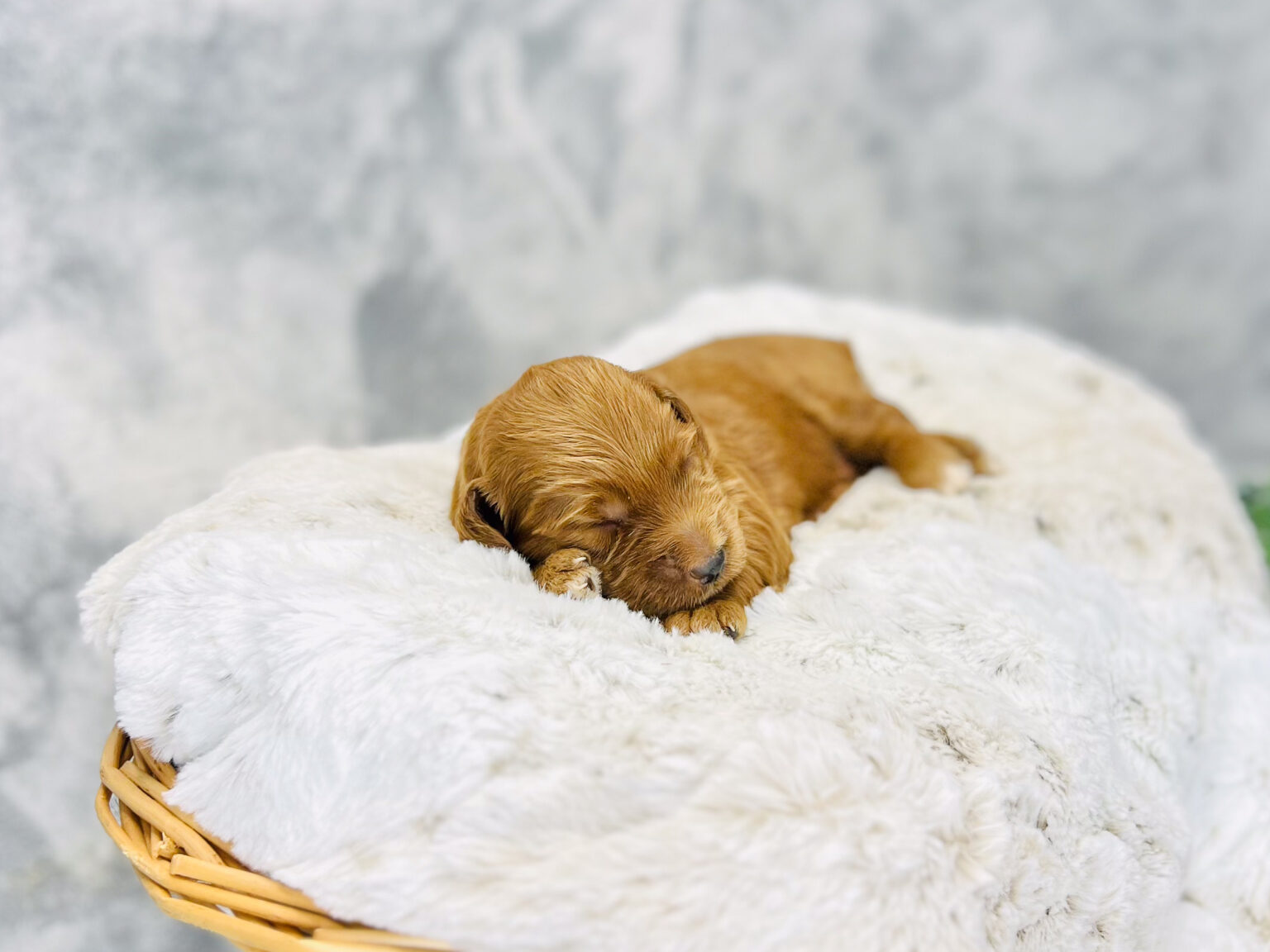 I am just a tiny baby and would love to join your family soon! Of course, you can’t see how cute and curly I will be when I get older, so the Dog Club will send updated photos when I am about 6 to 7 weeks old, if you choose to adopt me. Infant puppy deposits are refundable or transferrable.