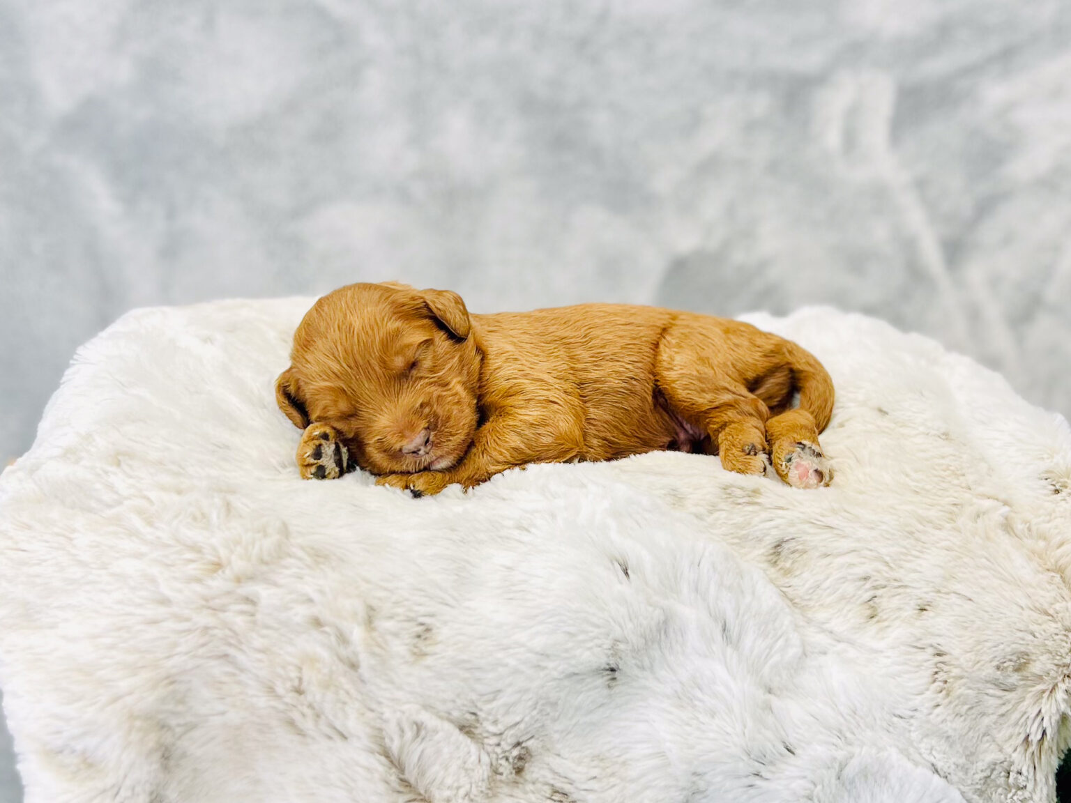 I am just a tiny baby and would love to join your family soon! Of course, you can’t see how cute and curly I will be when I get older, so the Dog Club will send updated photos when I am about 6 to 7 weeks old, if you choose to adopt me. Infant puppy deposits are refundable or transferrable.