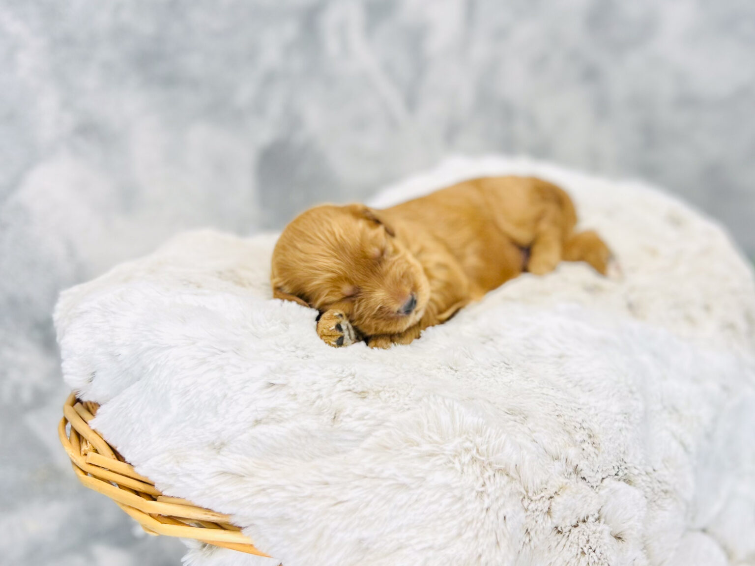 I am just a tiny baby and would love to join your family soon! Of course, you can’t see how cute and curly I will be when I get older, so the Dog Club will send updated photos when I am about 6 to 7 weeks old, if you choose to adopt me. Infant puppy deposits are refundable or transferrable.