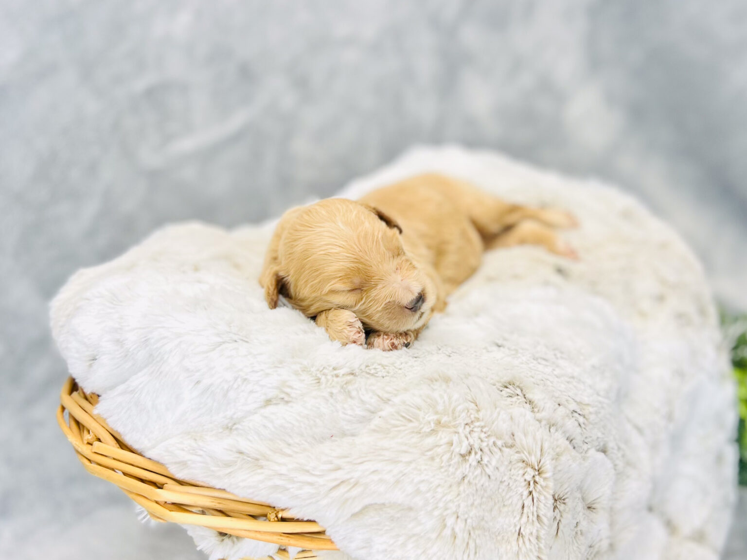 I am just a tiny baby and would love to join your family soon! Of course, you can’t see how cute and curly I will be when I get older, so the Dog Club will send updated photos when I am about 6 to 7 weeks old, if you choose to adopt me. Infant puppy deposits are refundable or transferrable.