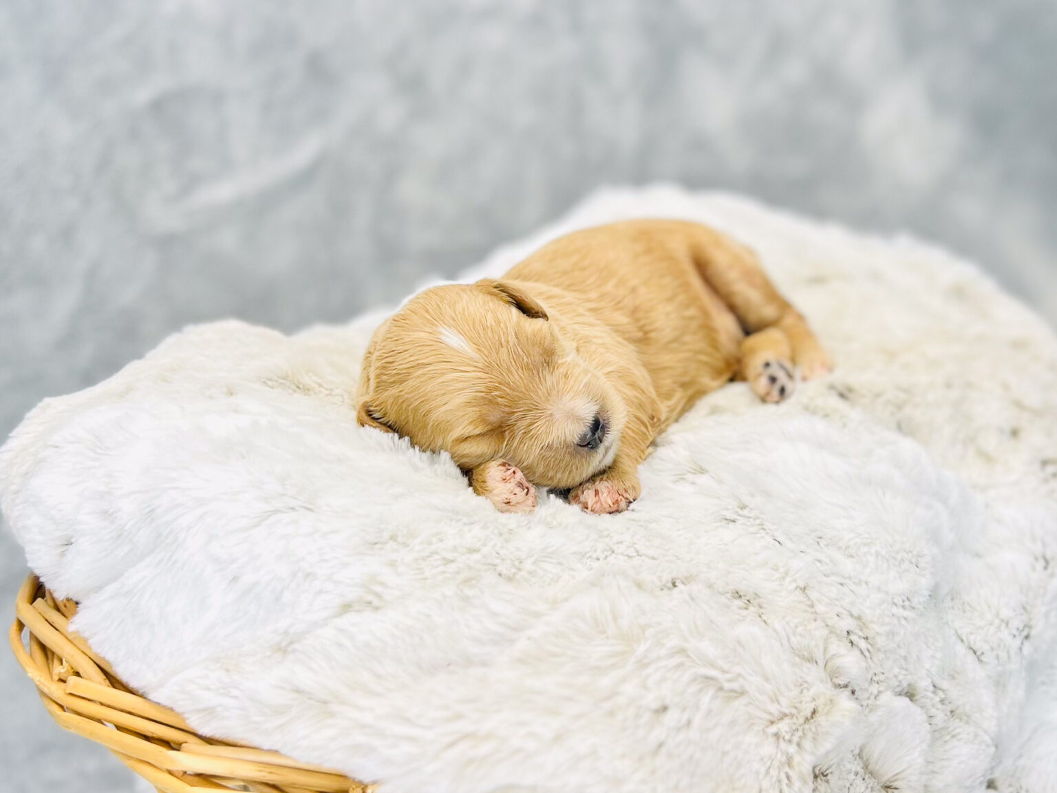 I am just a tiny baby and would love to join your family soon! Of course, you can’t see how cute and curly I will be when I get older, so the Dog Club will send updated photos when I am about 6 to 7 weeks old, if you choose to adopt me. Infant puppy deposits are refundable or transferrable.