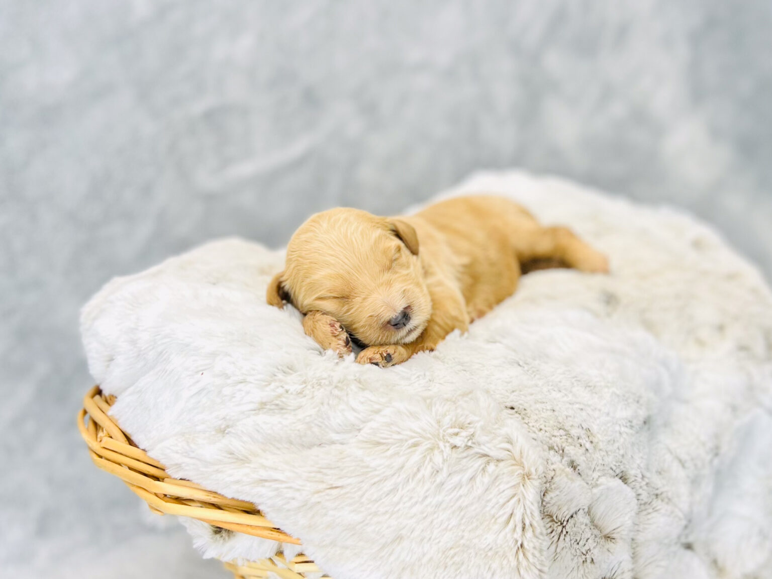I am just a tiny baby and would love to join your family soon! Of course, you can’t see how cute and curly I will be when I get older, so the Dog Club will send updated photos when I am about 6 to 7 weeks old, if you choose to adopt me. Infant puppy deposits are refundable or transferrable.
