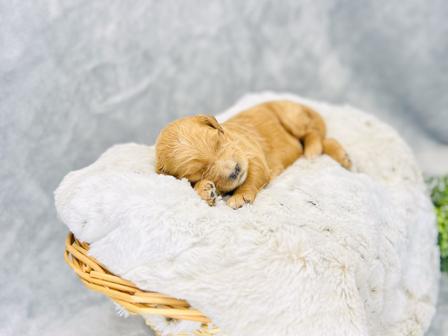 I am just a tiny baby and would love to join your family soon! Of course, you can’t see how cute and curly I will be when I get older, so the Dog Club will send updated photos when I am about 6 to 7 weeks old, if you choose to adopt me. Infant puppy deposits are refundable or transferrable.