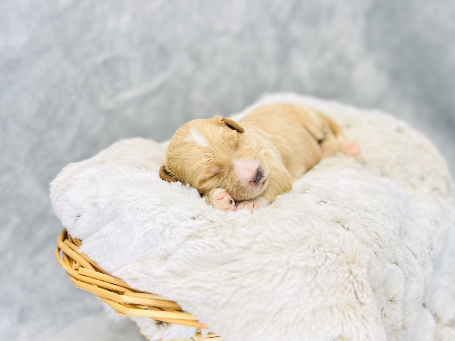 I am just a tiny baby and would love to join your family soon! Of course, you can’t see how cute and curly I will be when I get older, so the Dog Club will send updated photos when I am about 6 to 7 weeks old, if you choose to adopt me. Infant puppy deposits are refundable or transferrable.