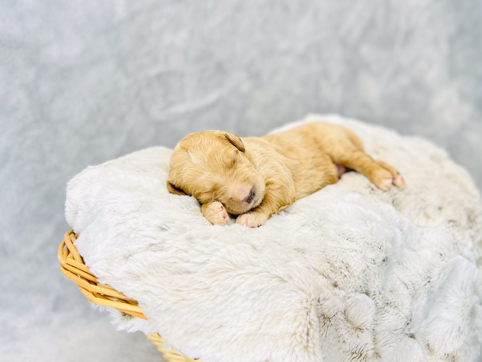 I am just a tiny baby and would love to join your family soon! Of course, you can’t see how cute and curly I will be when I get older, so the Dog Club will send updated photos when I am about 6 to 7 weeks old, if you choose to adopt me. Infant puppy deposits are refundable or transferrable.