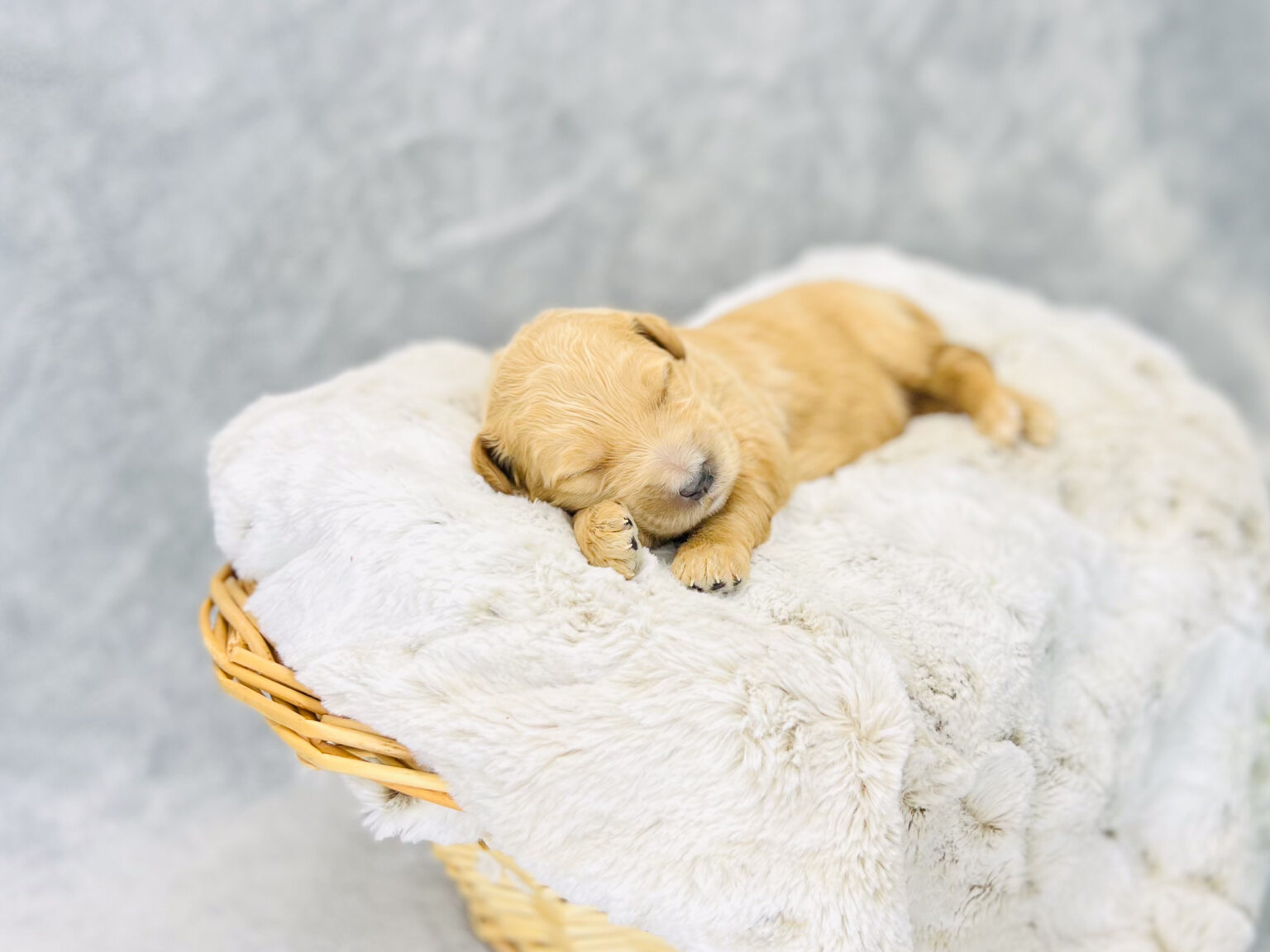 I am just a tiny baby and would love to join your family soon! Of course, you can’t see how cute and curly I will be when I get older, so the Dog Club will send updated photos when I am about 6 to 7 weeks old, if you choose to adopt me. Infant puppy deposits are refundable or transferrable.