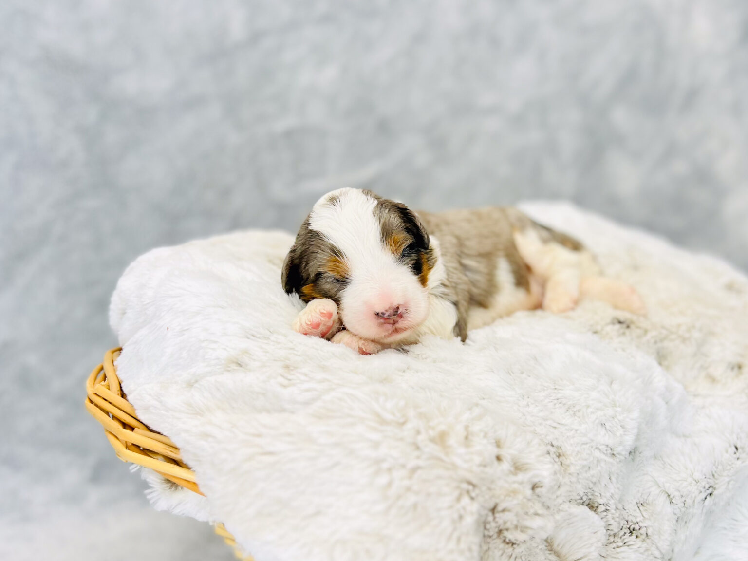 I am just a tiny baby and would love to join your family soon! Of course, you can’t see how cute and curly I will be when I get older, so the Dog Club will send updated photos when I am about 6 to 7 weeks old, if you choose to adopt me. Infant puppy deposits are refundable or transferrable.