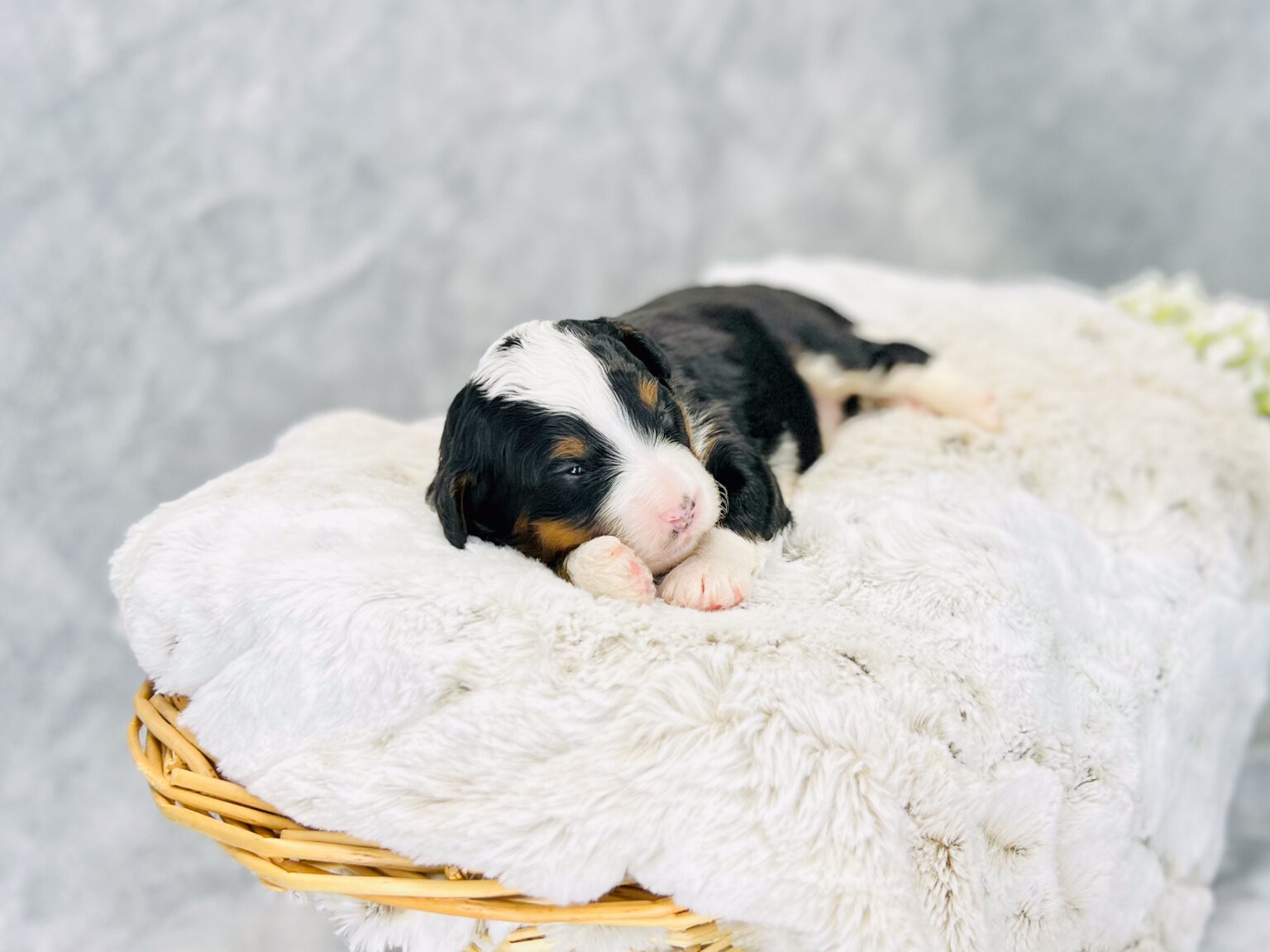 I am just a tiny baby and would love to join your family soon! Of course, you can’t see how cute and curly I will be when I get older, so the Dog Club will send updated photos when I am about 6 to 7 weeks old, if you choose to adopt me. Infant puppy deposits are refundable or transferrable.
