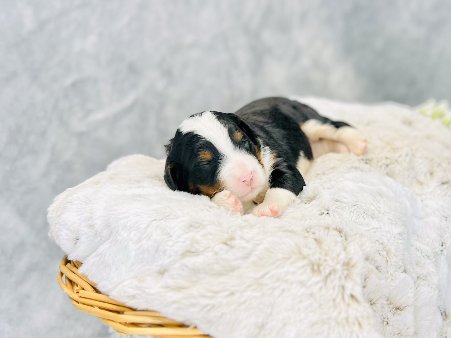 I am just a tiny baby and would love to join your family soon! Of course, you can’t see how cute and curly I will be when I get older, so the Dog Club will send updated photos when I am about 6 to 7 weeks old, if you choose to adopt me. Infant puppy deposits are refundable or transferrable.