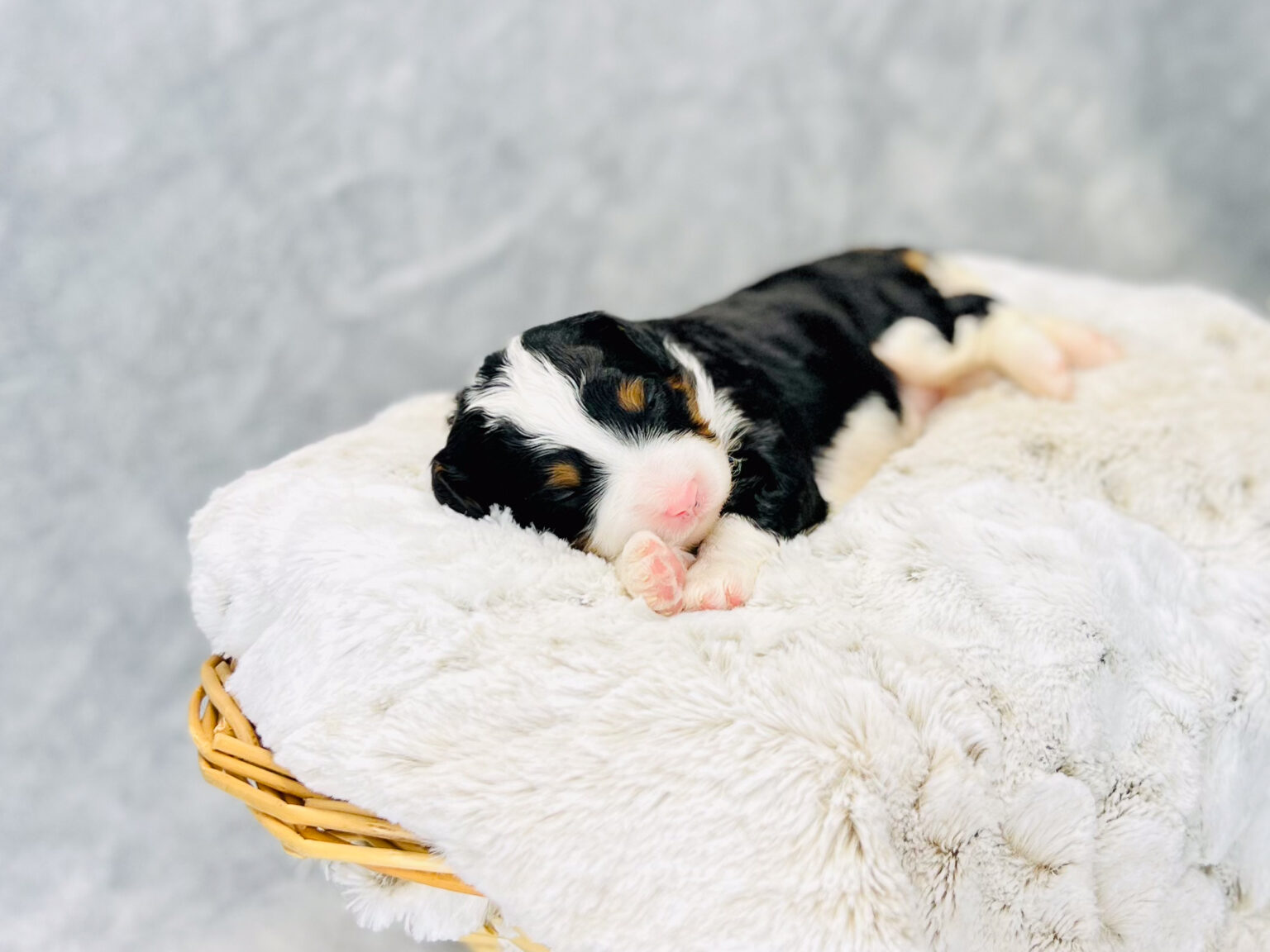 I am just a tiny baby and would love to join your family soon! Of course, you can’t see how cute and curly I will be when I get older, so the Dog Club will send updated photos when I am about 6 to 7 weeks old, if you choose to adopt me. Infant puppy deposits are refundable or transferrable.