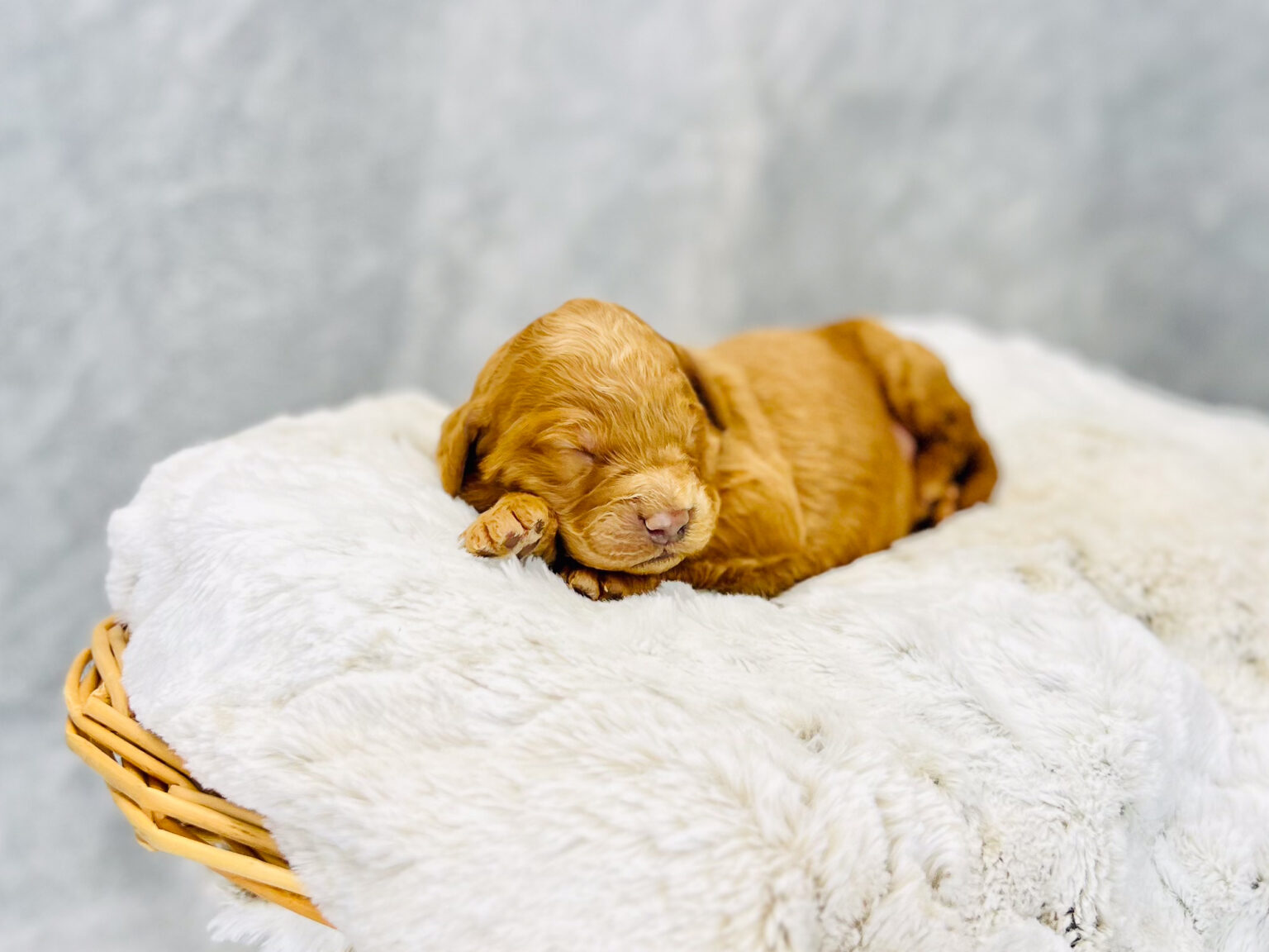 I am just a tiny baby and would love to join your family soon! Of course, you can’t see how cute and curly I will be when I get older, so the Dog Club will send updated photos when I am about 6 to 7 weeks old, if you choose to adopt me. Infant puppy deposits are refundable or transferrable.