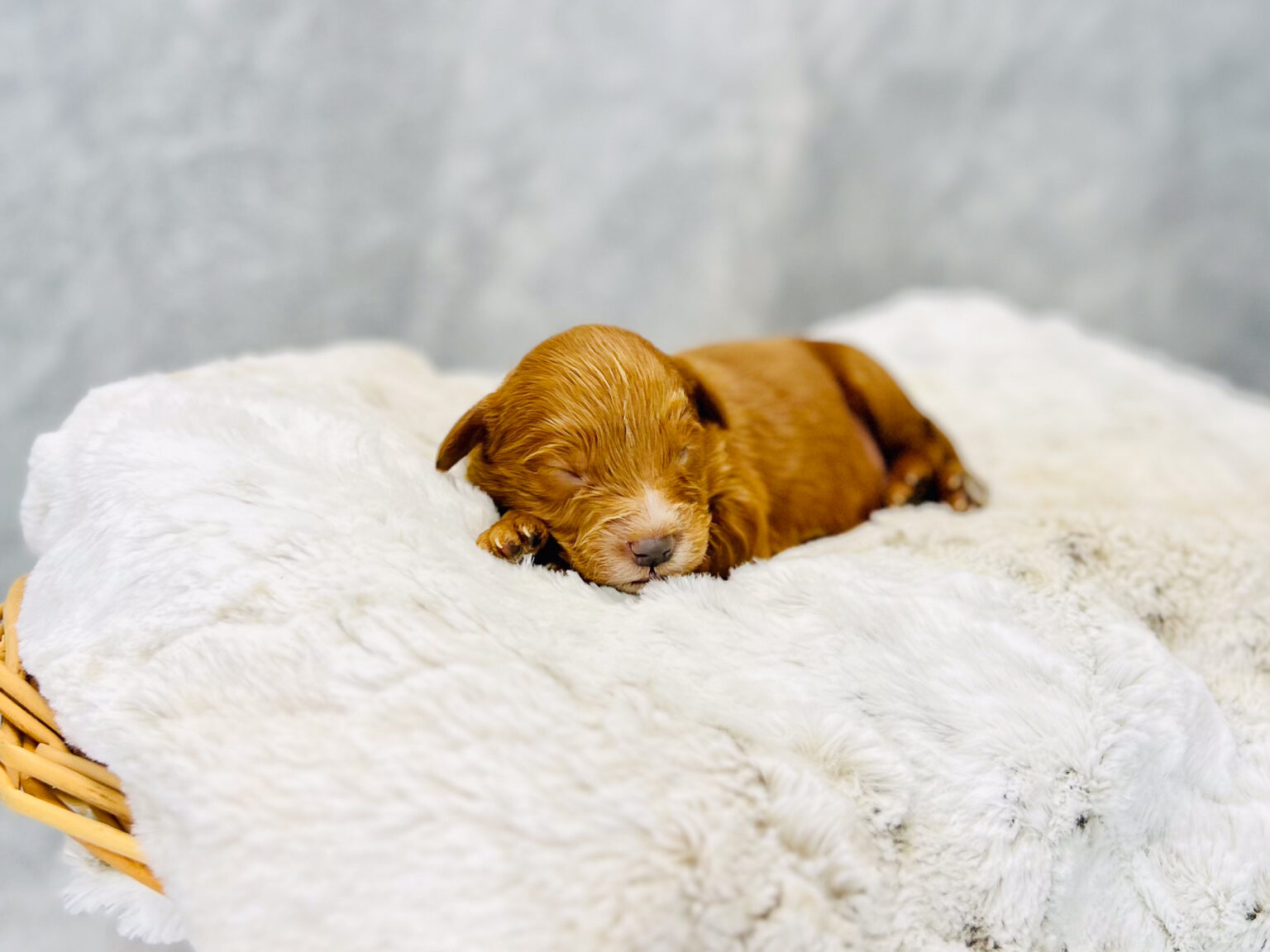I am just a tiny baby and would love to join your family soon! Of course, you can’t see how cute and curly I will be when I get older, so the Dog Club will send updated photos when I am about 6 to 7 weeks old, if you choose to adopt me. Infant puppy deposits are refundable or transferrable.