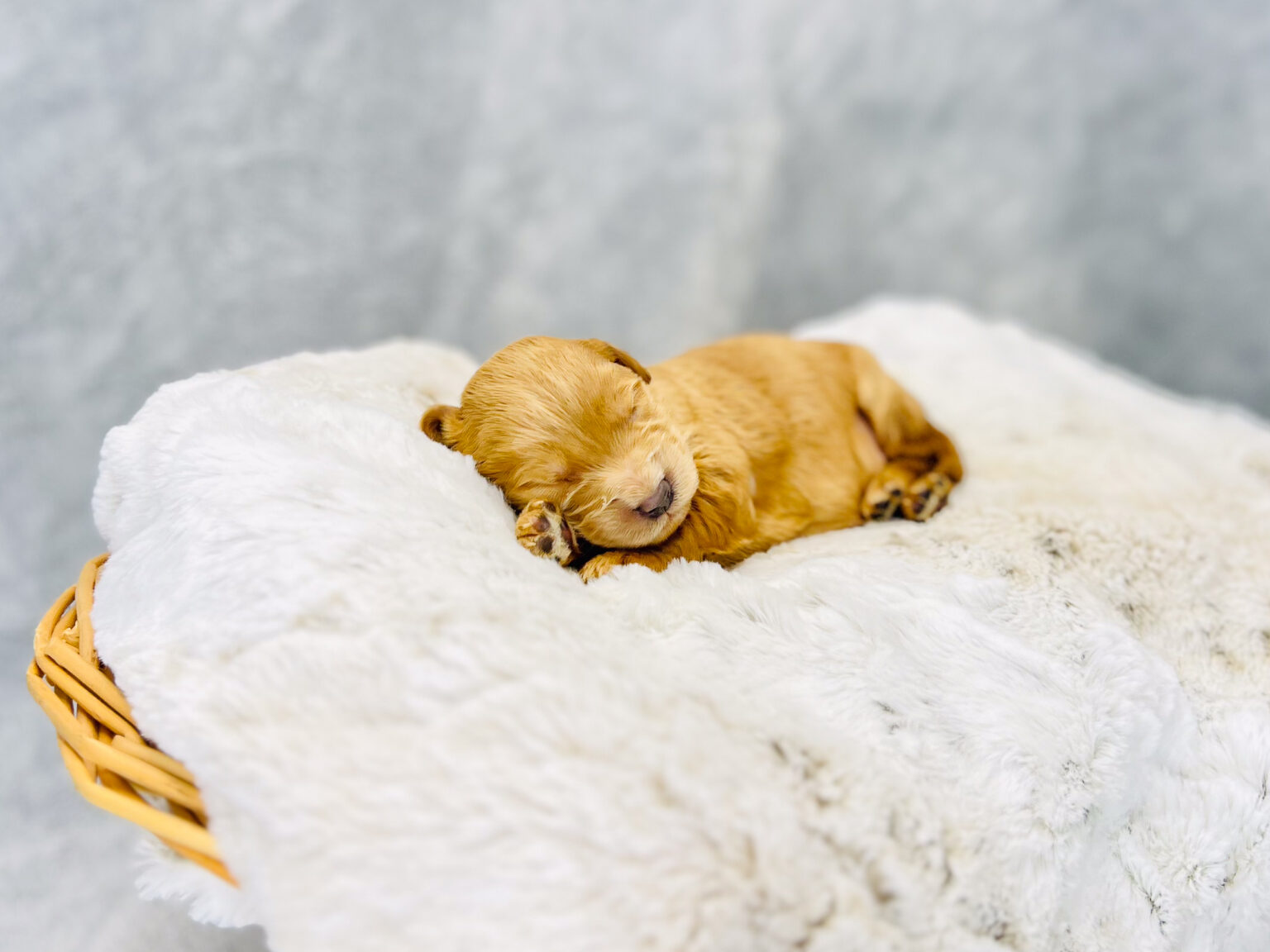 I am just a tiny baby and would love to join your family soon! Of course, you can’t see how cute and curly I will be when I get older, so the Dog Club will send updated photos when I am about 6 to 7 weeks old, if you choose to adopt me. Infant puppy deposits are refundable or transferrable.