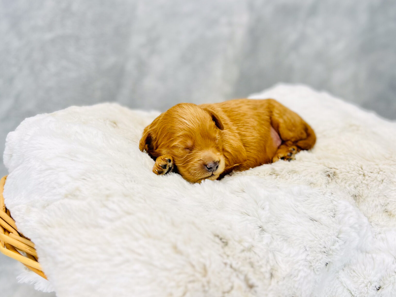 I am just a tiny baby and would love to join your family soon! Of course, you can’t see how cute and curly I will be when I get older, so the Dog Club will send updated photos when I am about 6 to 7 weeks old, if you choose to adopt me. Infant puppy deposits are refundable or transferrable.