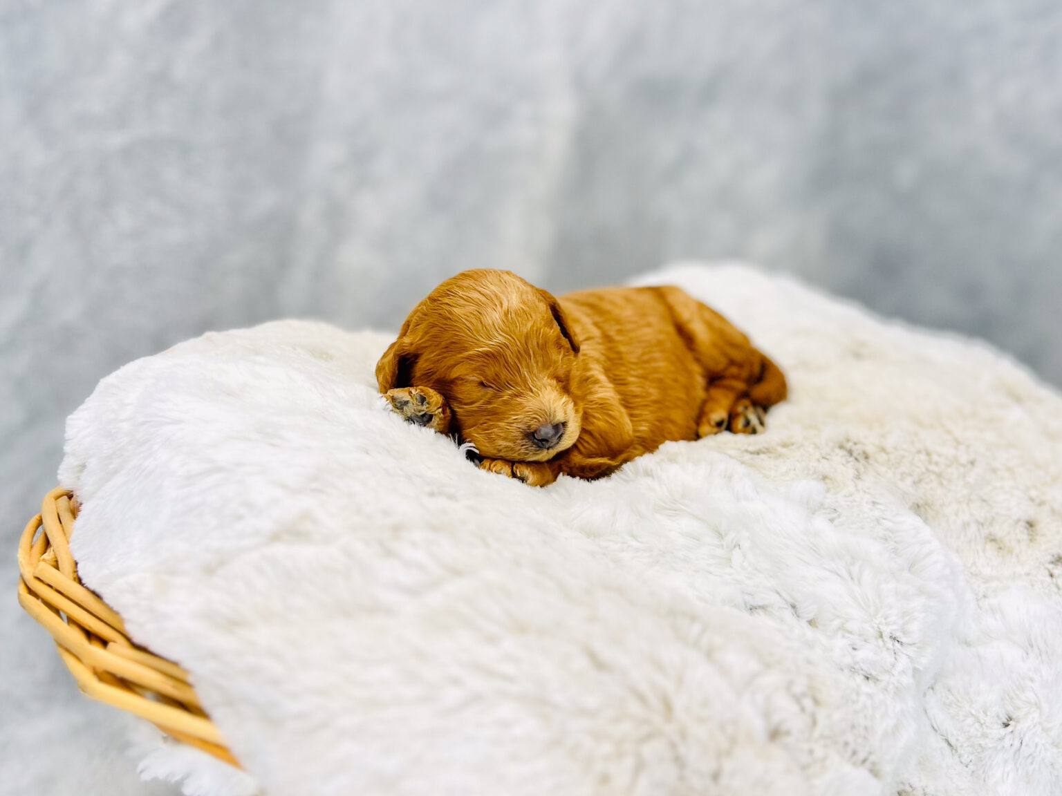 I am just a tiny baby and would love to join your family soon! Of course, you can’t see how cute and curly I will be when I get older, so the Dog Club will send updated photos when I am about 6 to 7 weeks old, if you choose to adopt me. Infant puppy deposits are refundable or transferrable.