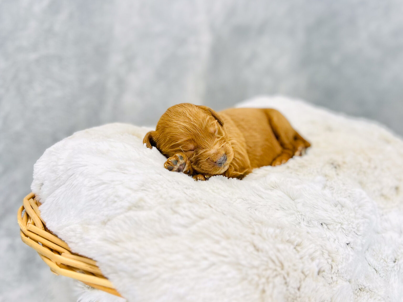 I am just a tiny baby and would love to join your family soon! Of course, you can’t see how cute and curly I will be when I get older, so the Dog Club will send updated photos when I am about 6 to 7 weeks old, if you choose to adopt me. Infant puppy deposits are refundable or transferrable.