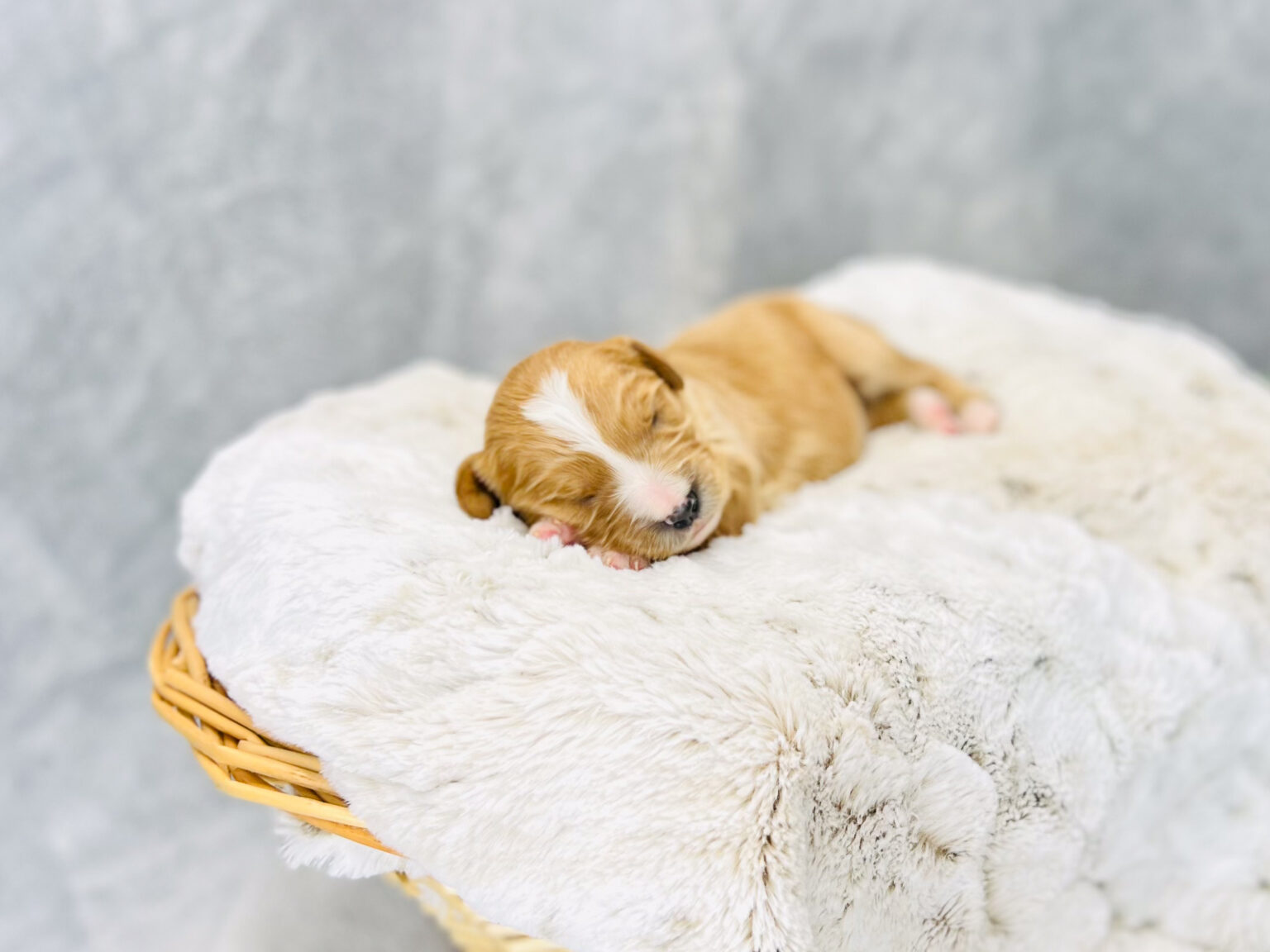 I am just a tiny baby and would love to join your family soon! Of course, you can’t see how cute and curly I will be when I get older, so the Dog Club will send updated photos when I am about 6 to 7 weeks old, if you choose to adopt me. Infant puppy deposits are refundable or transferrable.