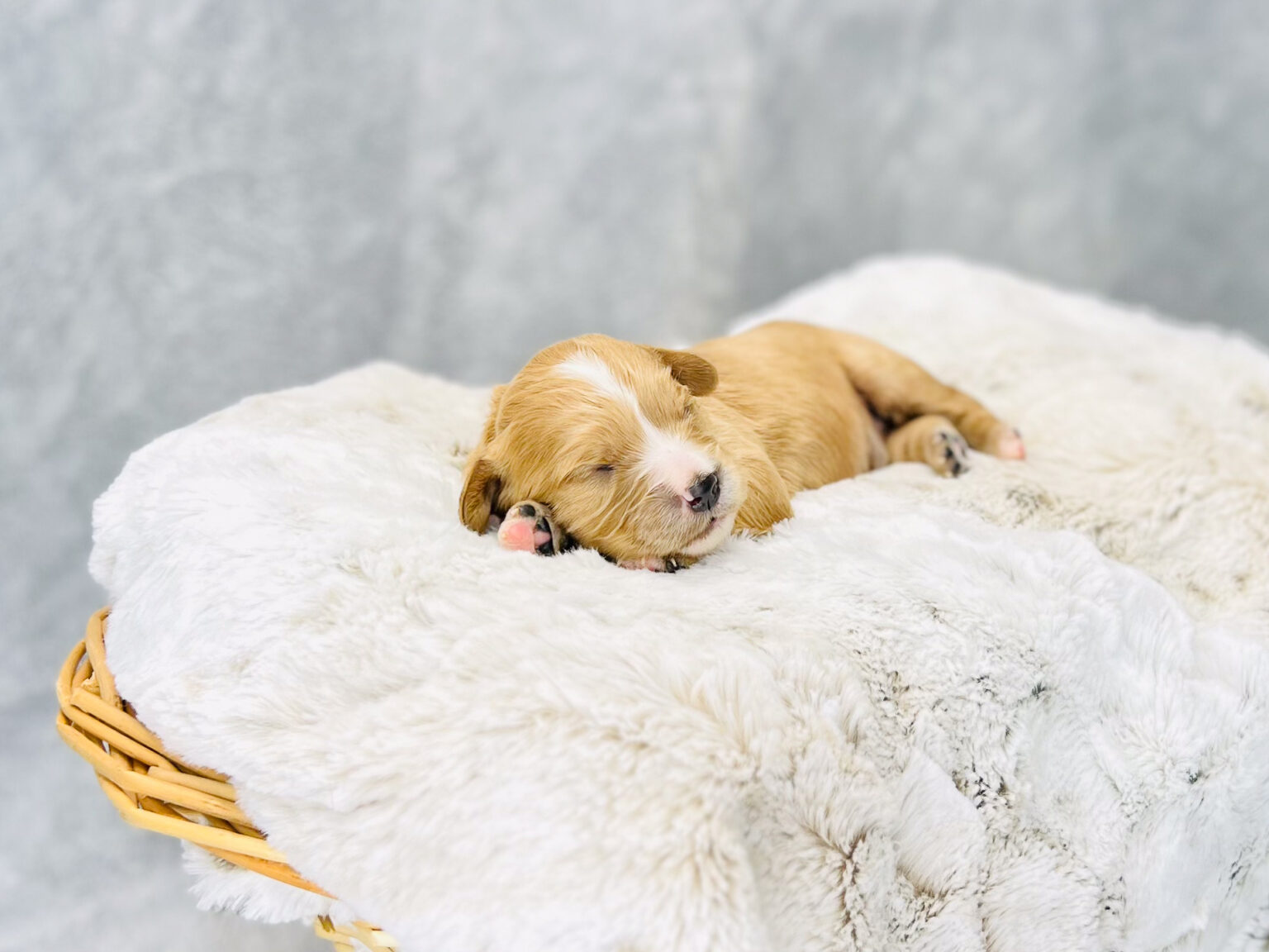 I am just a tiny baby and would love to join your family soon! Of course, you can’t see how cute and curly I will be when I get older, so the Dog Club will send updated photos when I am about 6 to 7 weeks old, if you choose to adopt me. Infant puppy deposits are refundable or transferrable.