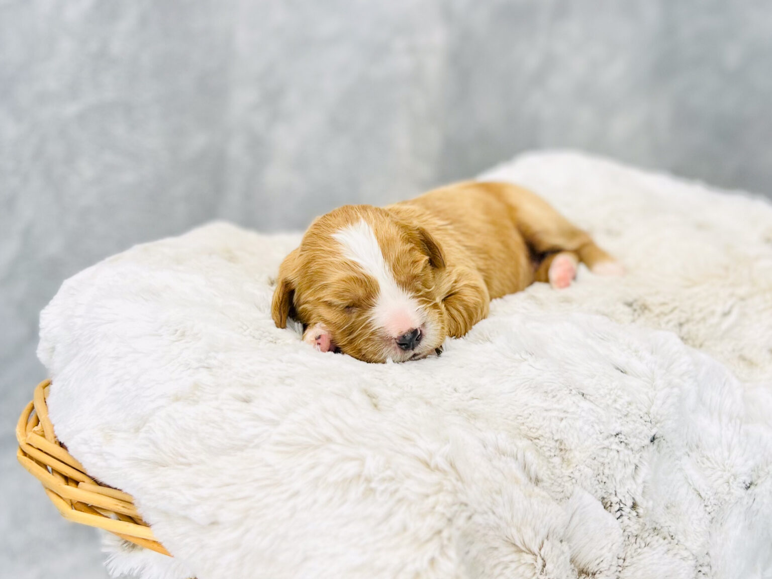 I am just a tiny baby and would love to join your family soon! Of course, you can’t see how cute and curly I will be when I get older, so the Dog Club will send updated photos when I am about 6 to 7 weeks old, if you choose to adopt me. Infant puppy deposits are refundable or transferrable.