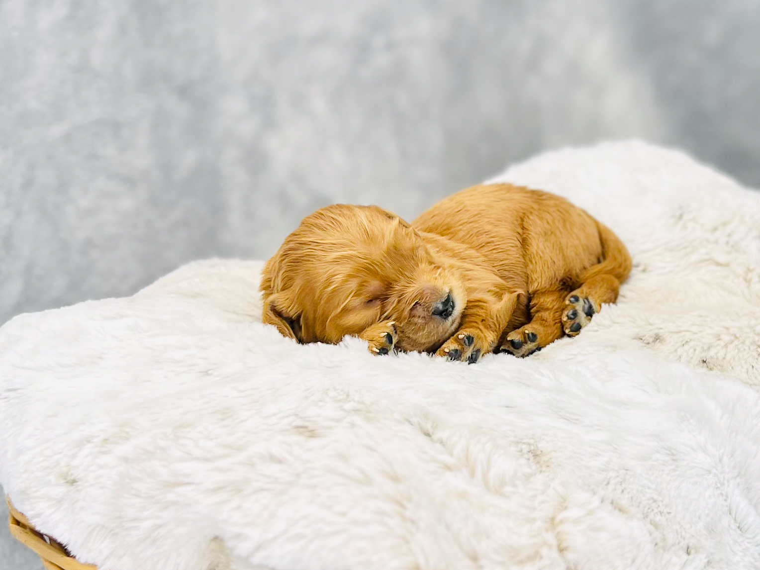 I am just a tiny baby and would love to join your family soon! Of course, you can’t see how cute and curly I will be when I get older, so the Dog Club will send updated photos when I am about 6 to 7 weeks old, if you choose to adopt me. Infant puppy deposits are refundable or transferrable.