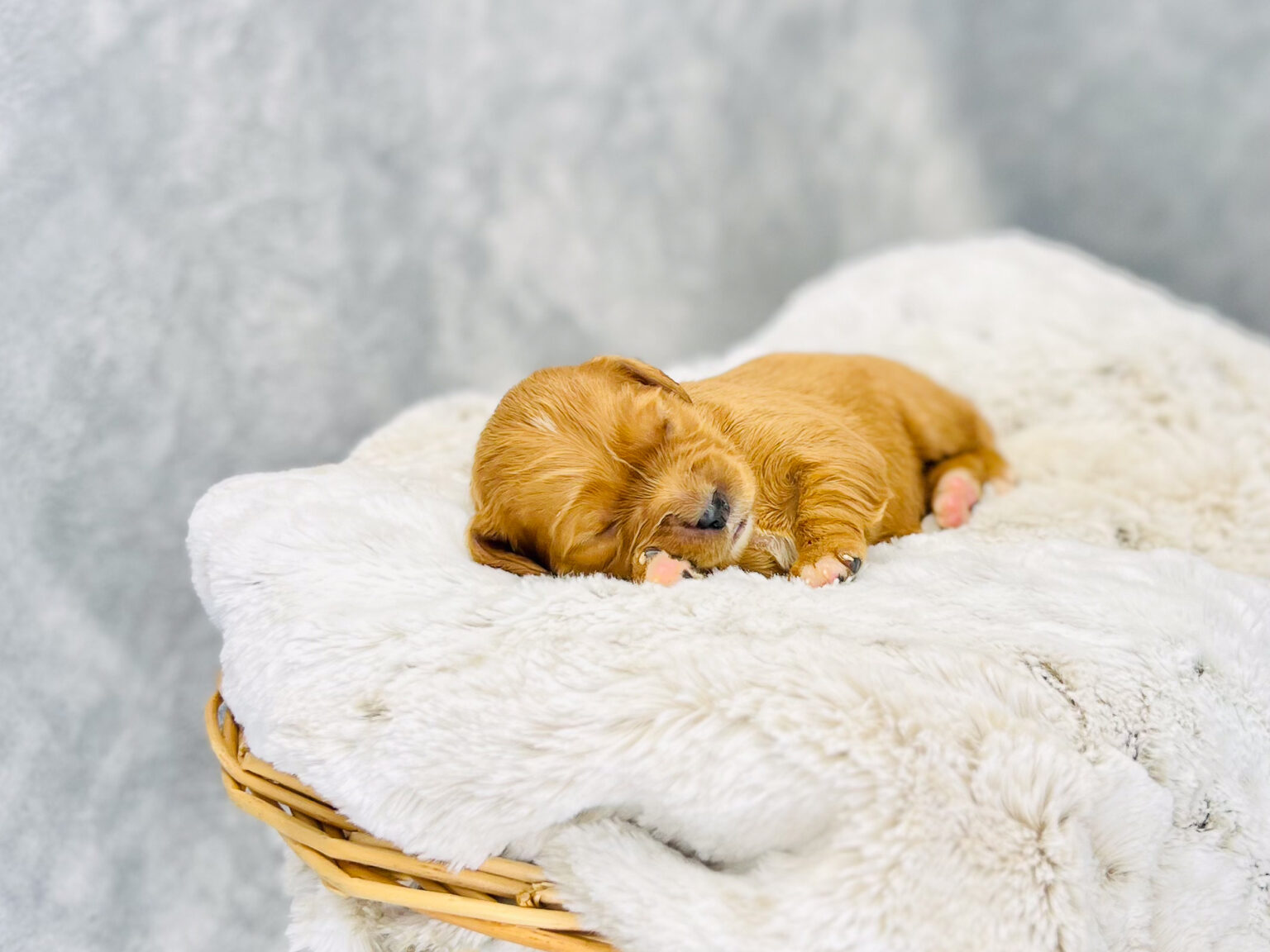 I am just a tiny baby and would love to join your family soon! Of course, you can’t see how cute and curly I will be when I get older, so the Dog Club will send updated photos when I am about 6 to 7 weeks old, if you choose to adopt me. Infant puppy deposits are refundable or transferrable.
