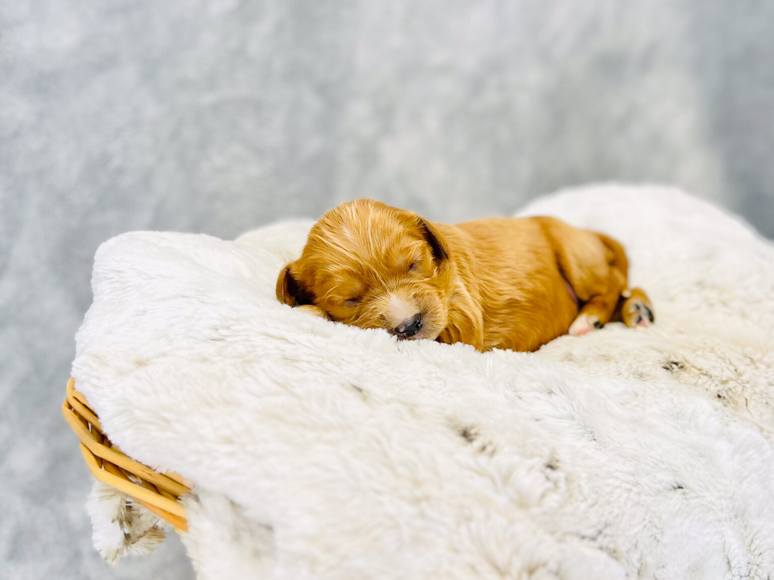I am just a tiny baby and would love to join your family soon! Of course, you can’t see how cute and curly I will be when I get older, so the Dog Club will send updated photos when I am about 6 to 7 weeks old, if you choose to adopt me. Infant puppy deposits are refundable or transferrable.