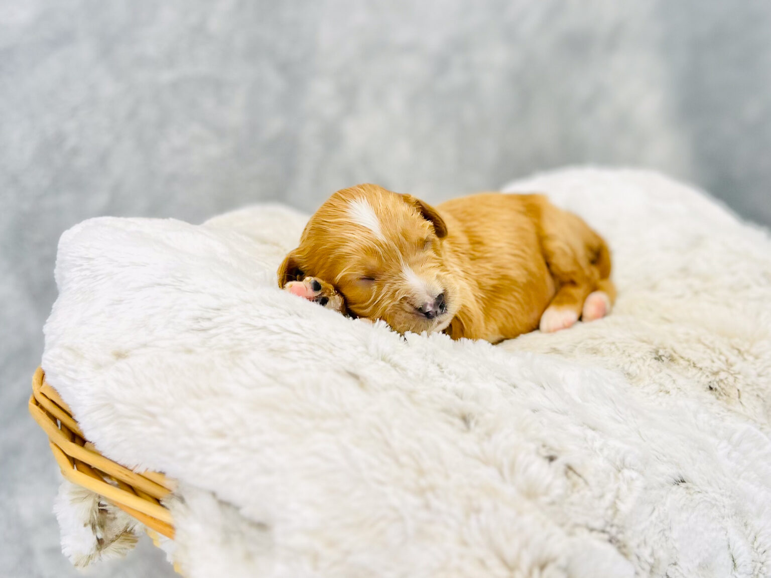 I am just a tiny baby and would love to join your family soon! Of course, you can’t see how cute and curly I will be when I get older, so the Dog Club will send updated photos when I am about 6 to 7 weeks old, if you choose to adopt me. Infant puppy deposits are refundable or transferrable.